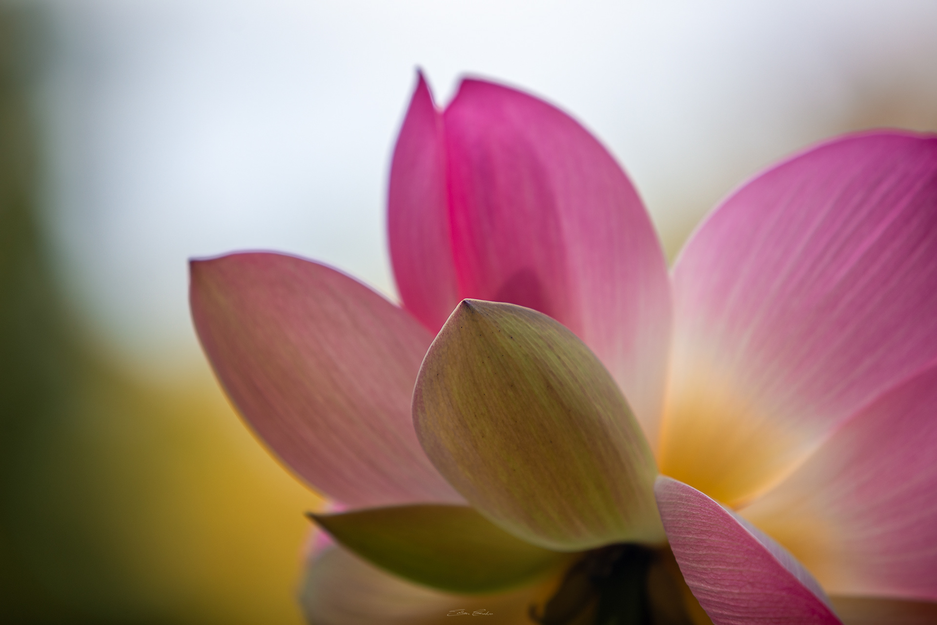 Sacred Lotus or Water Lilly
