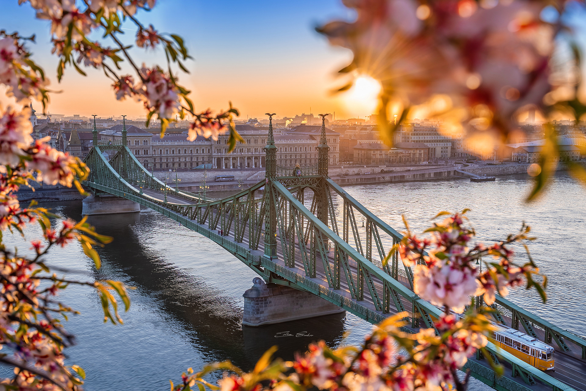 Liberty Bridge with Cherry Blossom and yellow tram at sunrise