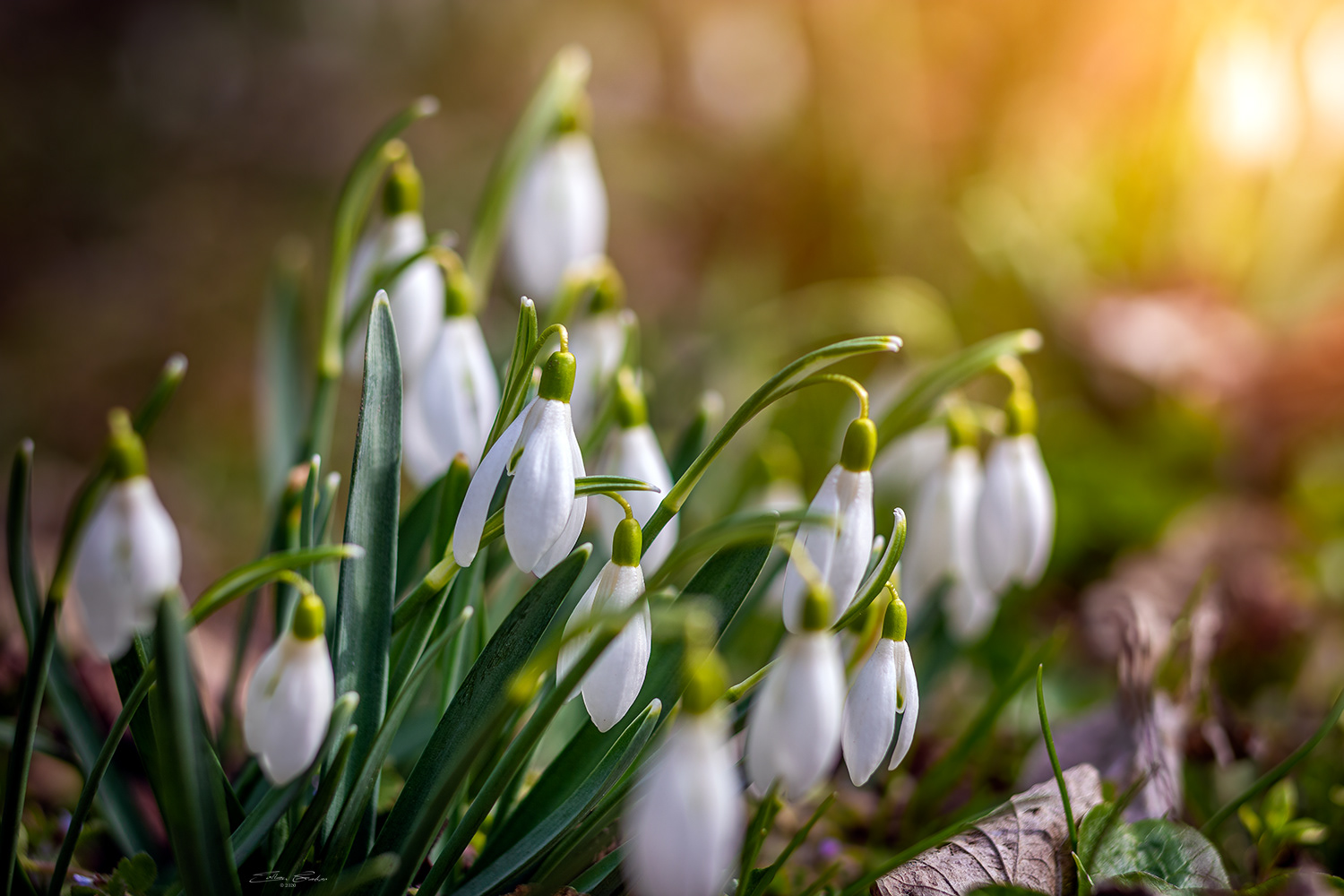 Snowdrops