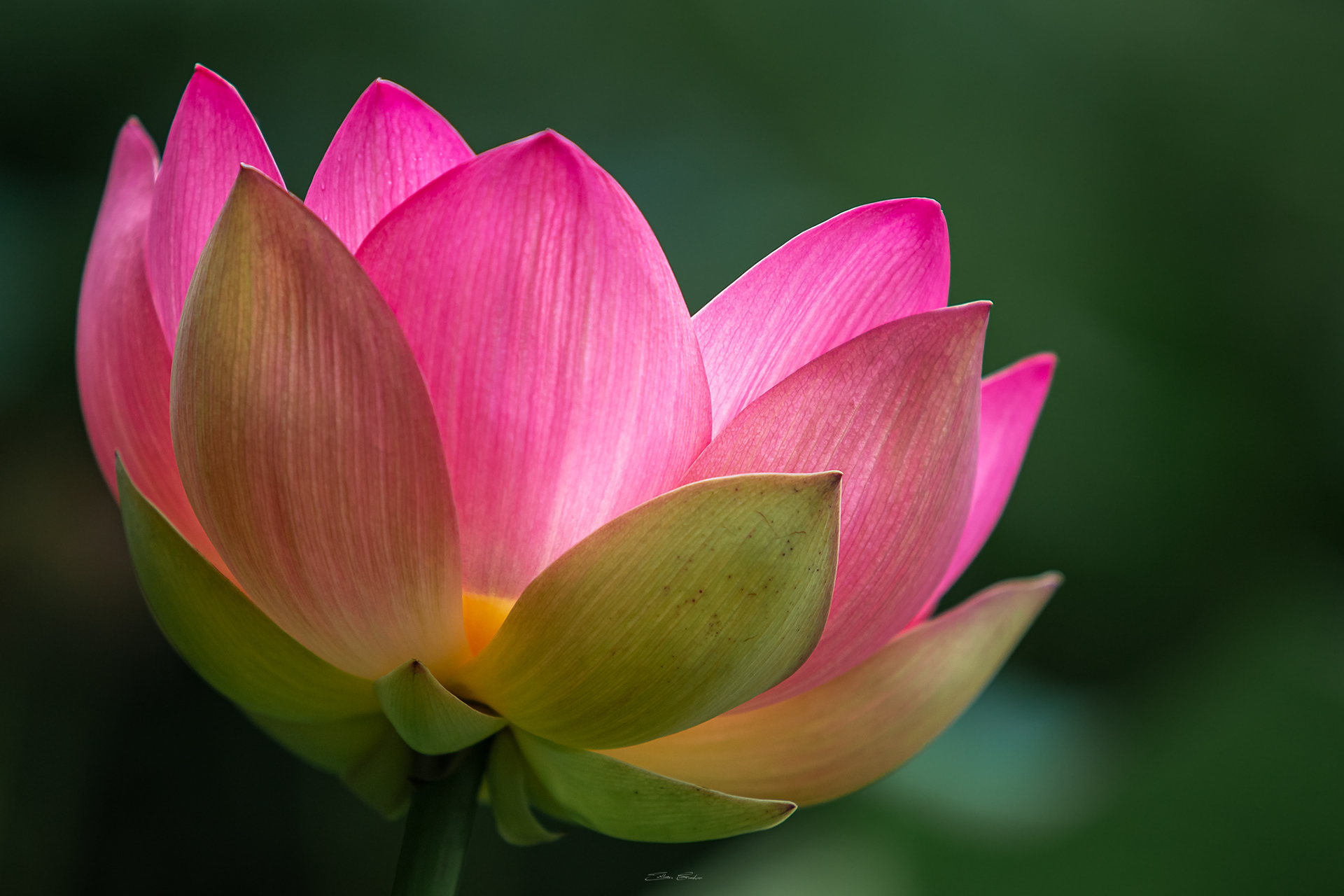 Sacred Lotus or Water Lilly