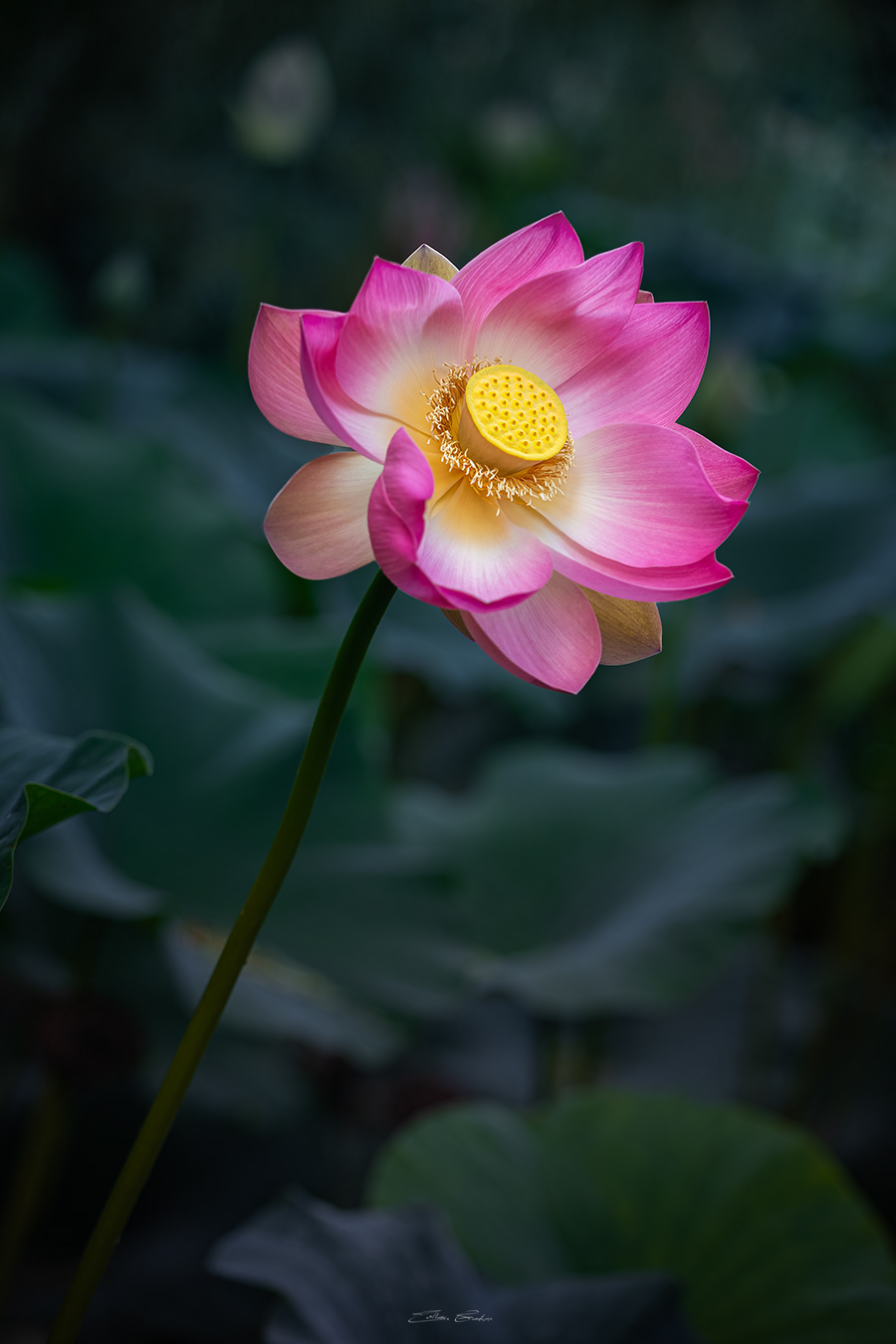 Sacred Lotus or Water Lilly