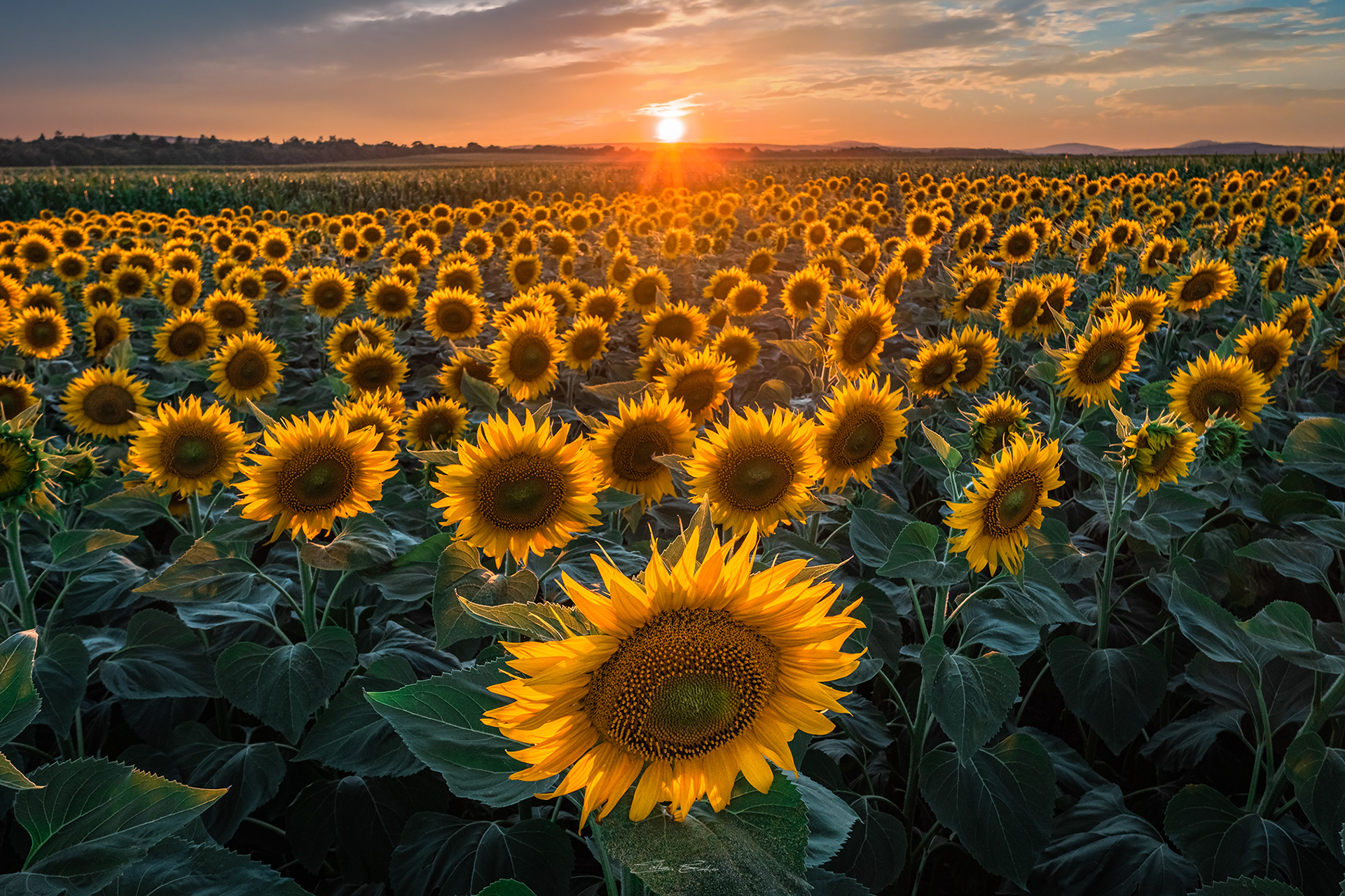 Sunflower field at sunset