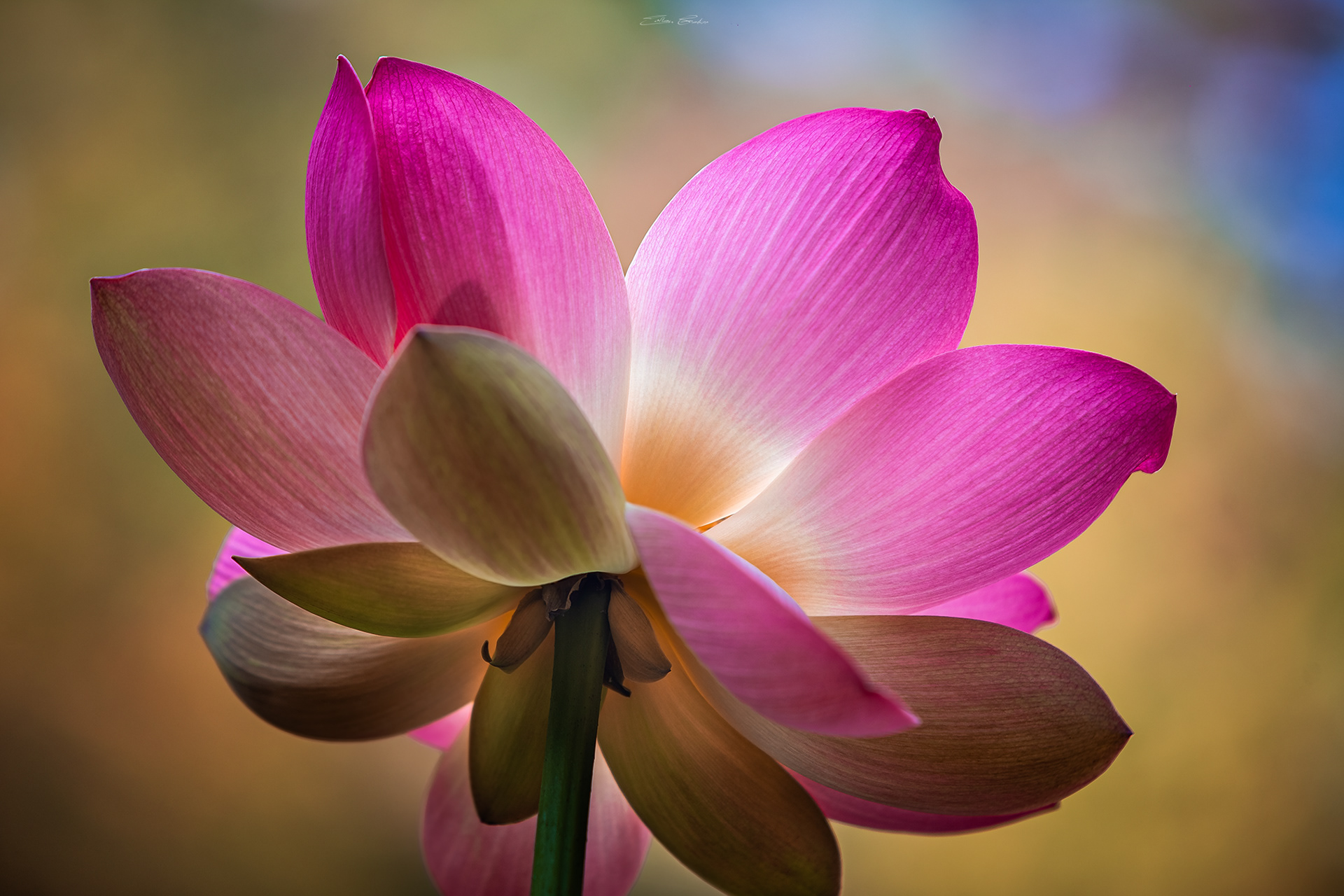 Sacred Lotus or Water Lilly
