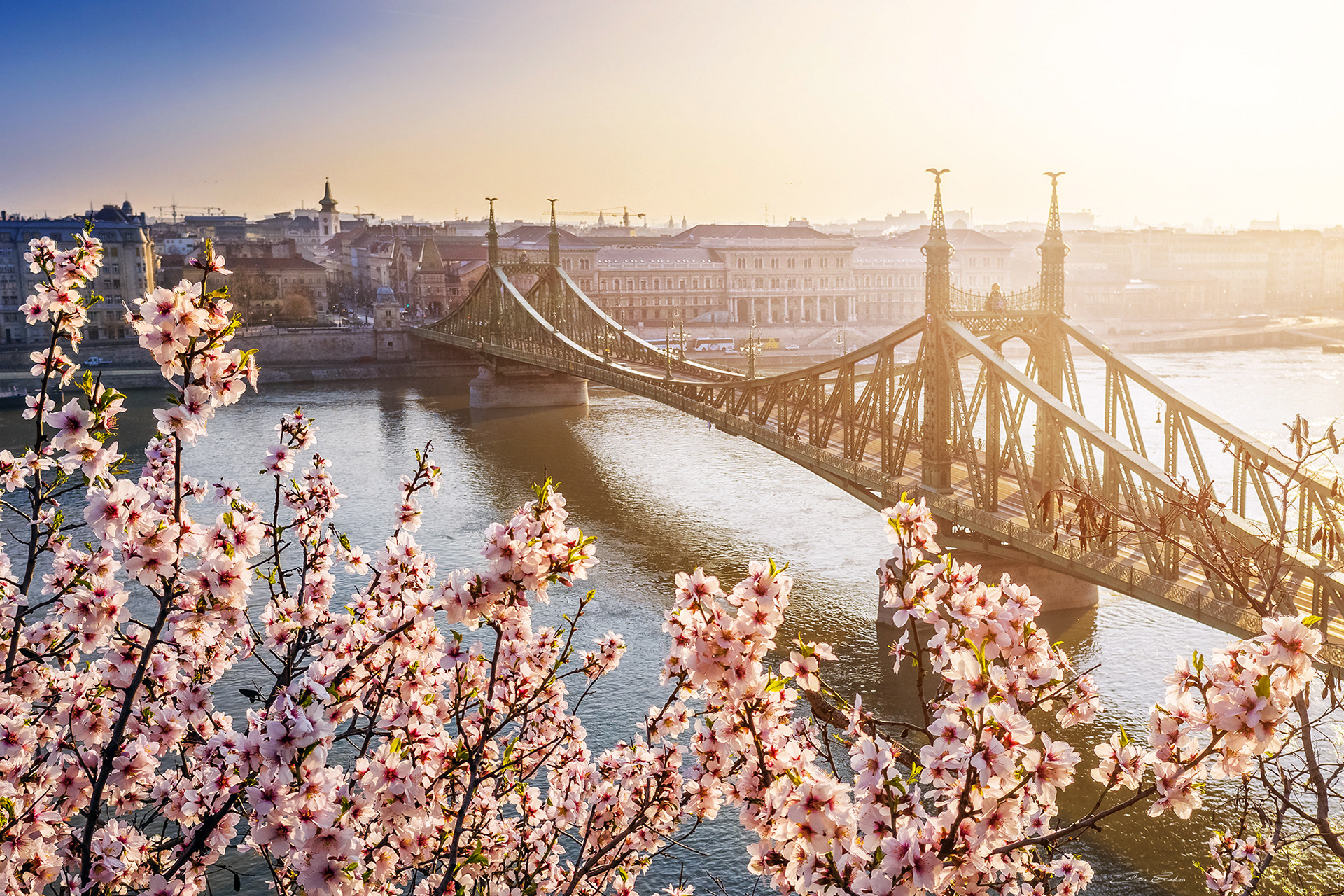 Sunrise at Liberty Bridge with Cherry Blossom at spring time