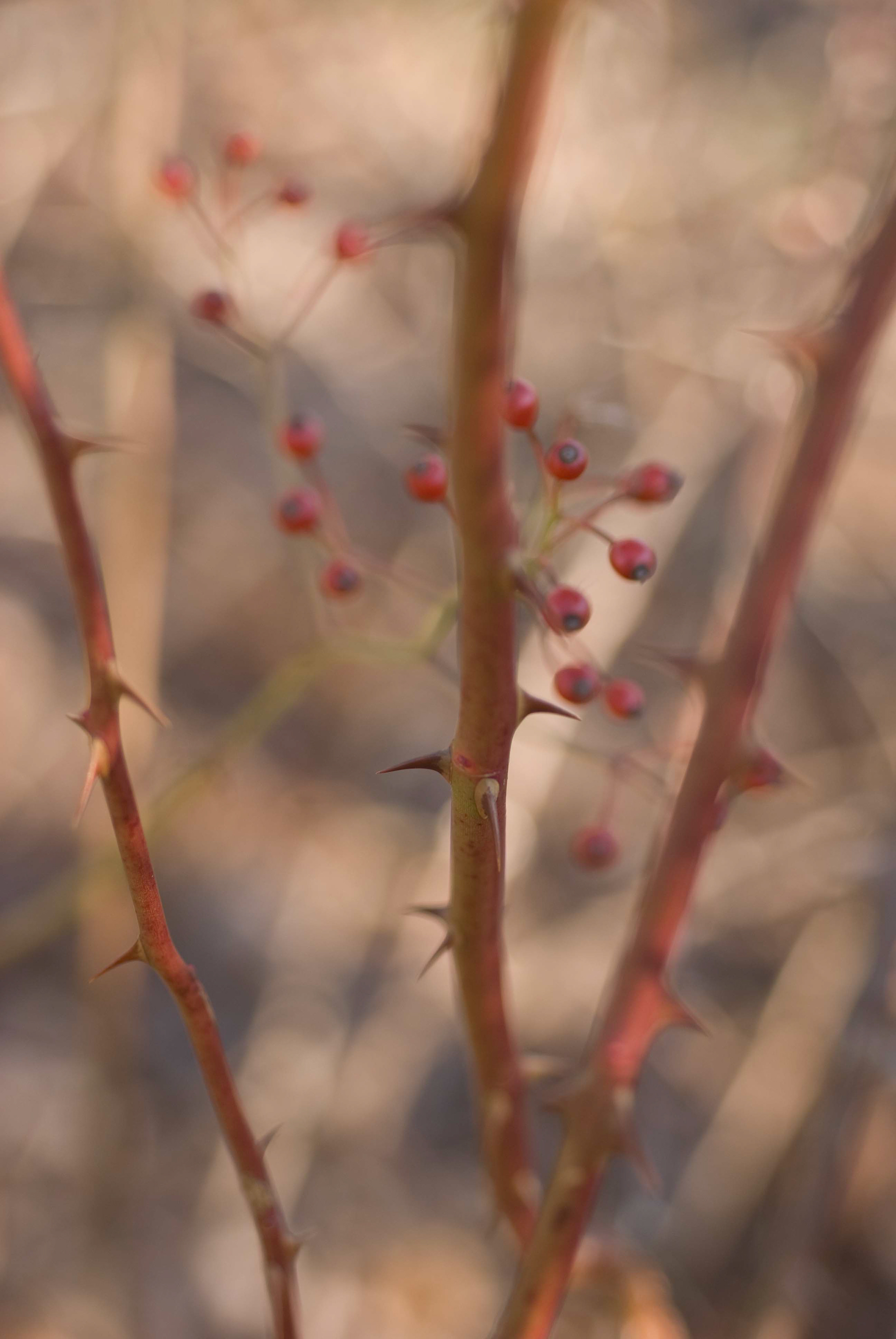 Winterberry. Ilex verticillata