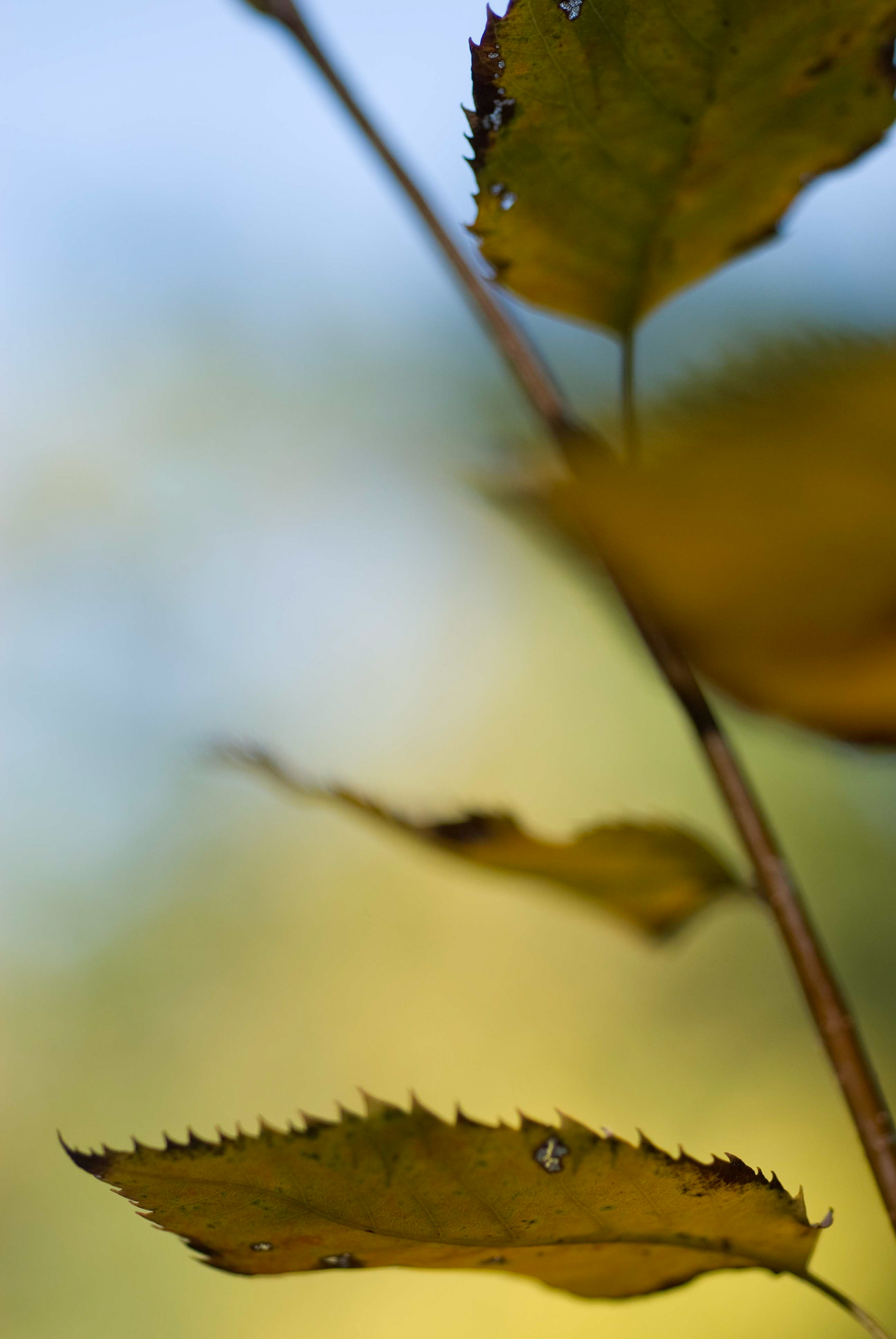 American Beech. Fagus grandifolia
