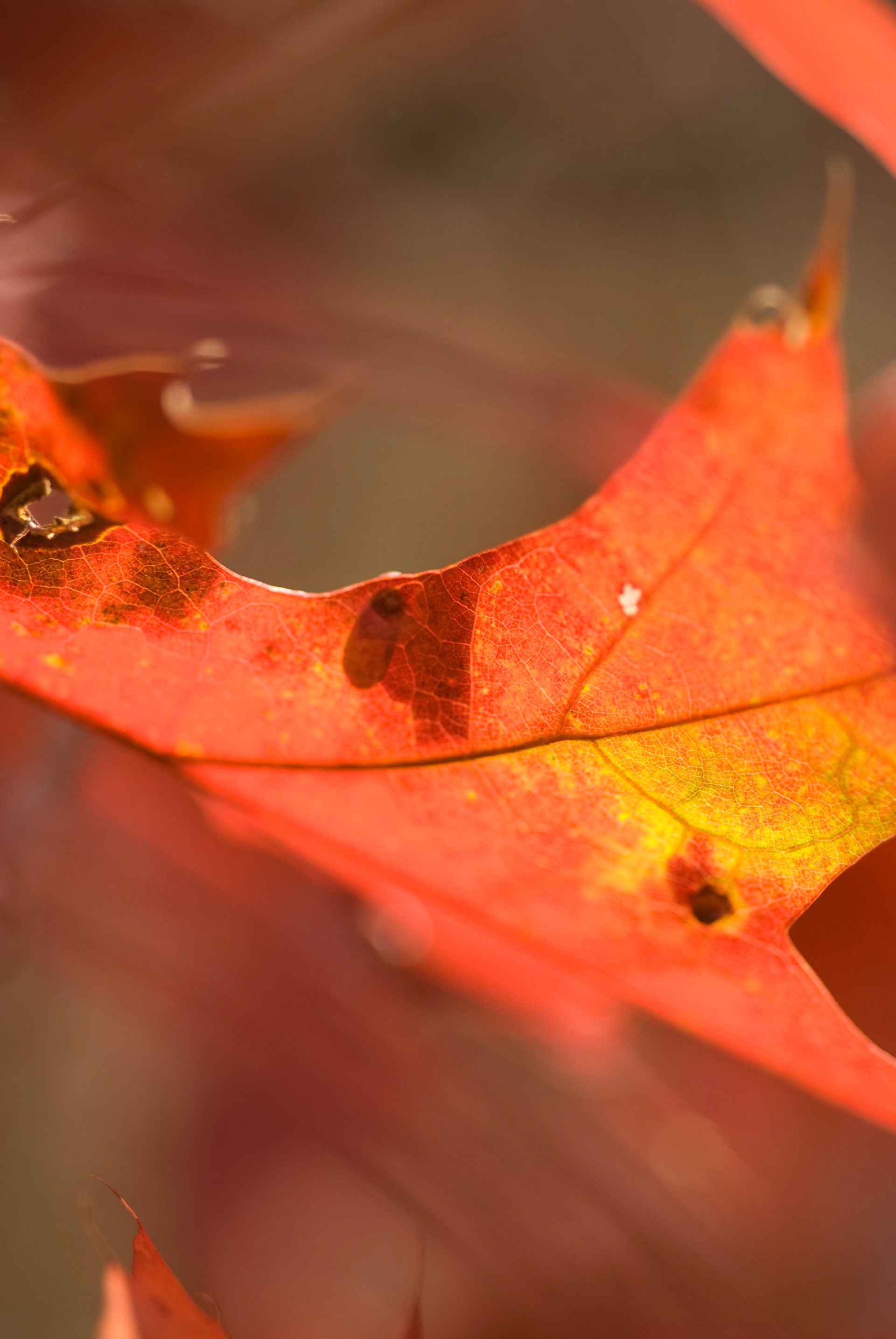 Scarlet Oak. Quercus coccinea