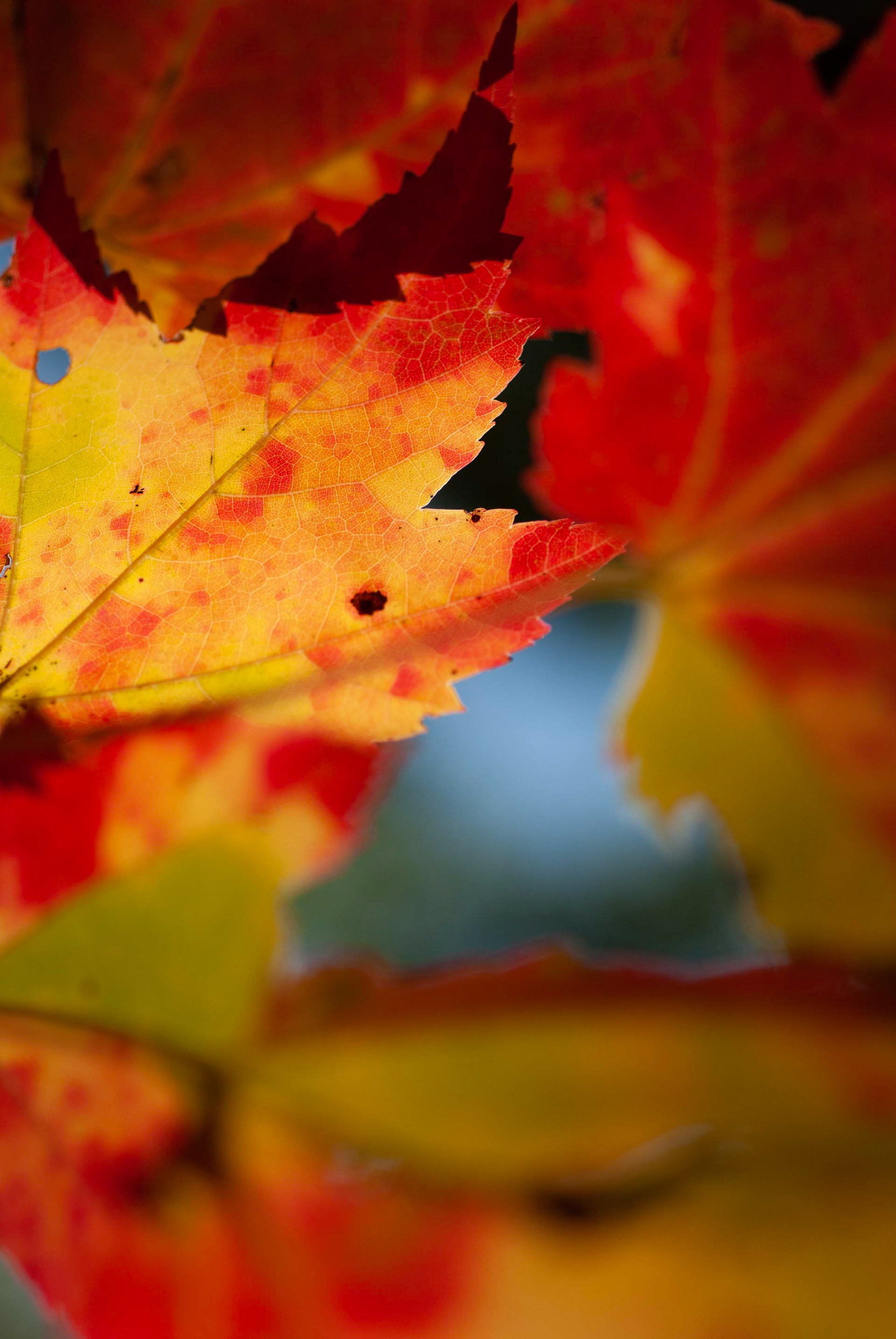Red Maple. Acer rubrum