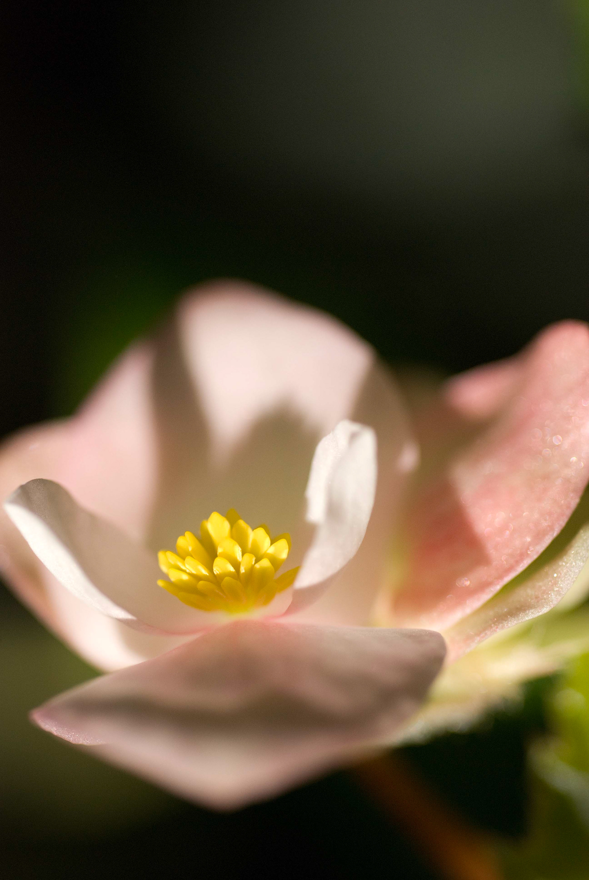 Begonia cv. unknown. Begoniaceae