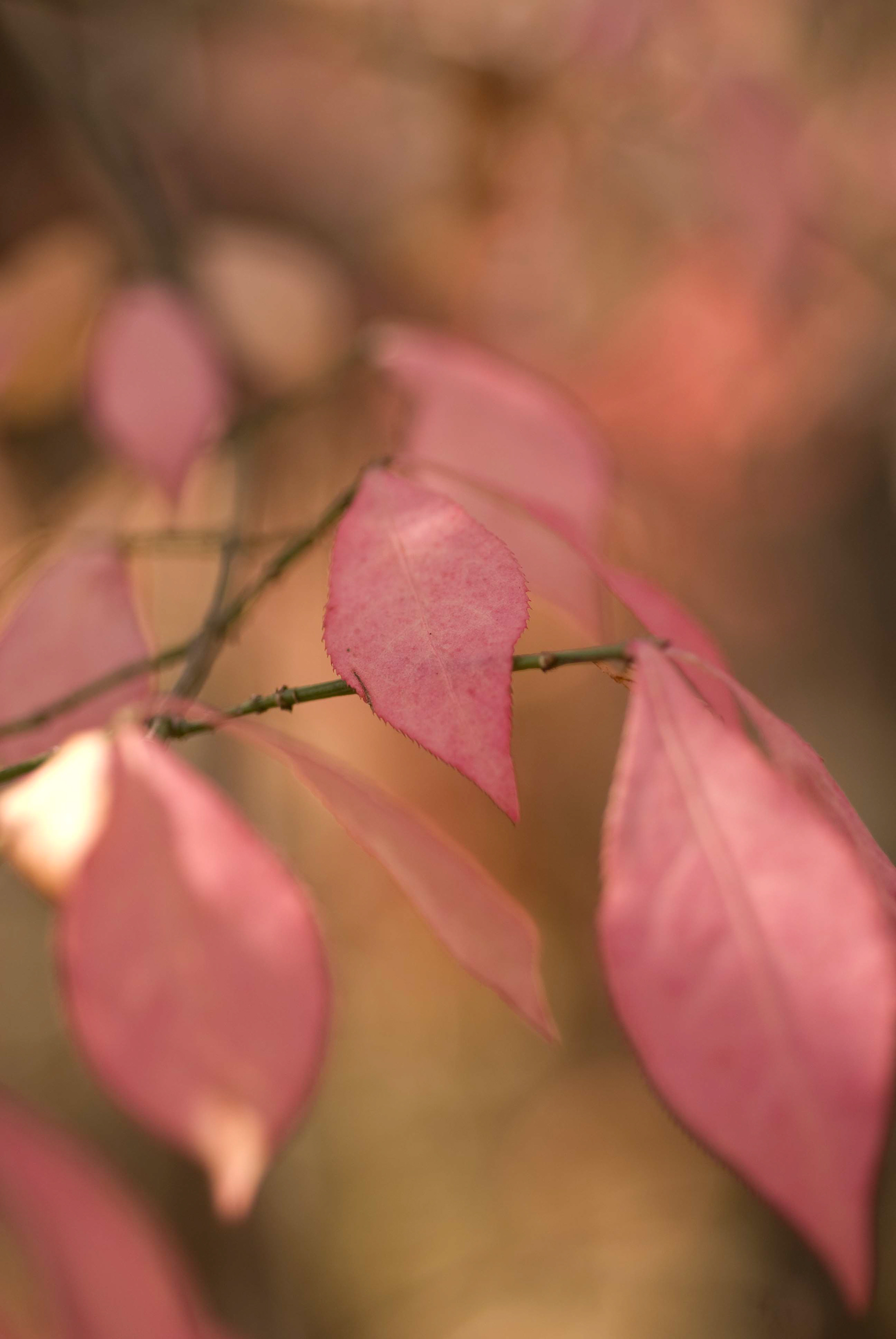 Burning Bush. Euonumus atropurpurea