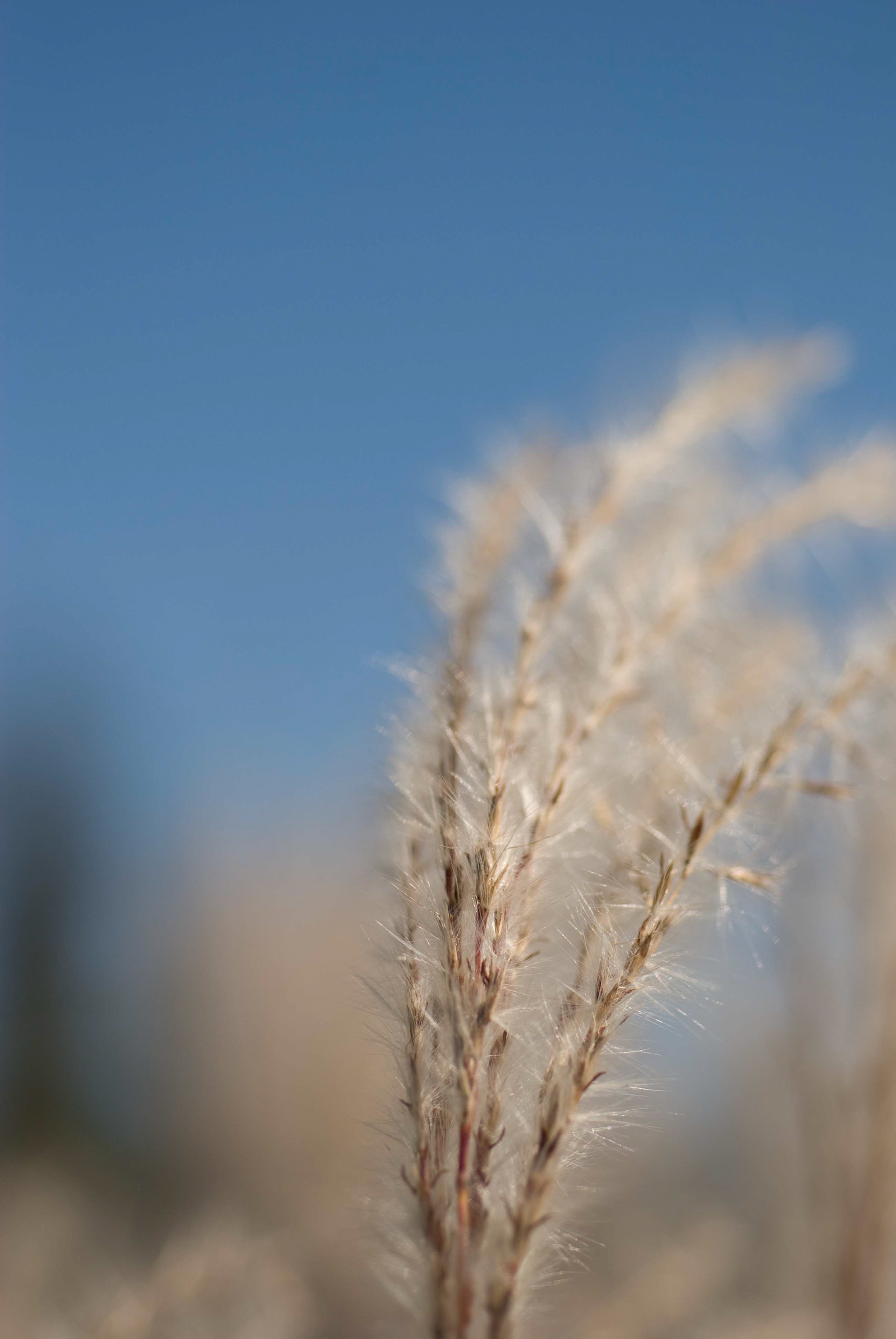 Eulalia Grass Adagio. Miscanthus sinensis