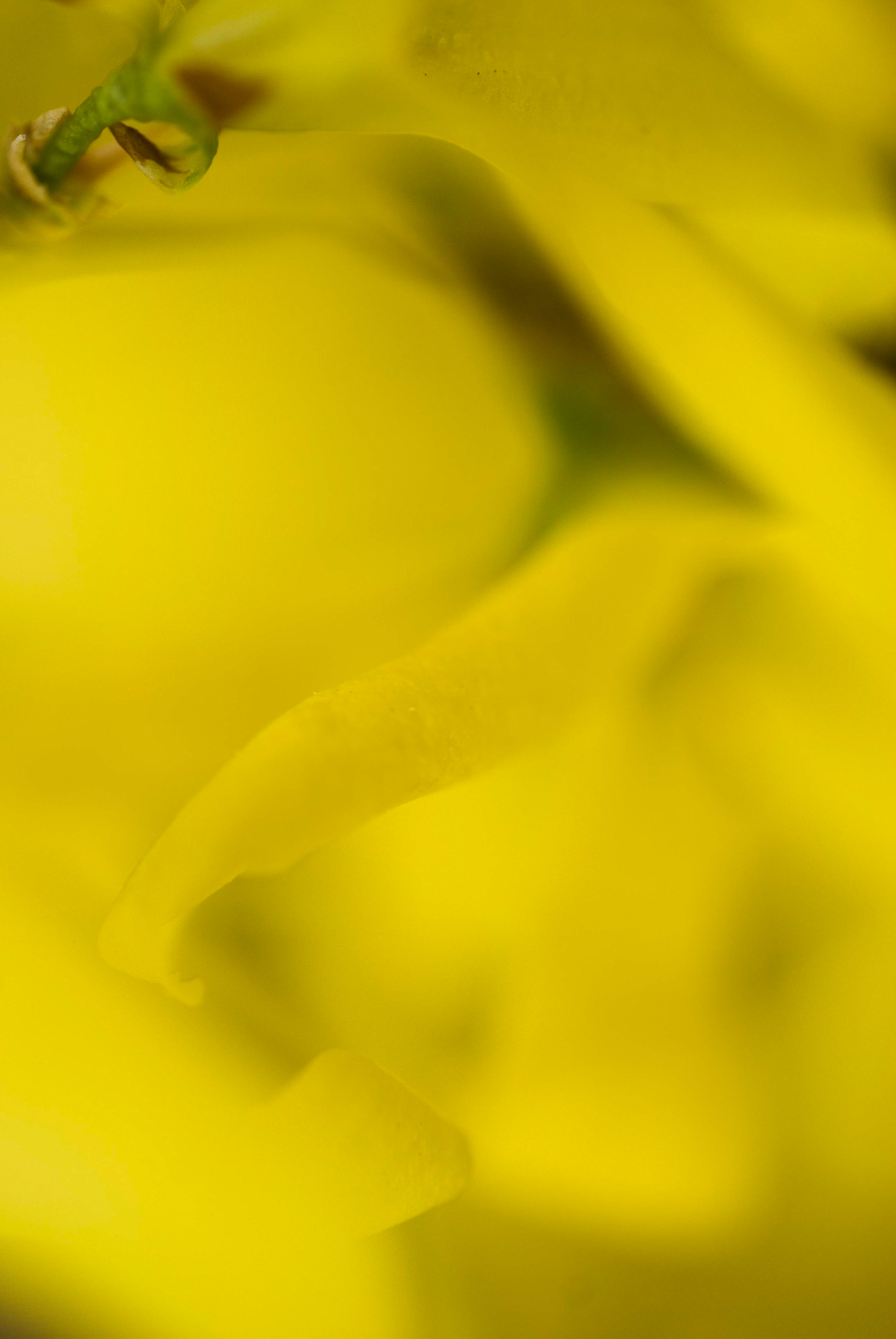 Daffodil cv. unknown. Narcissus