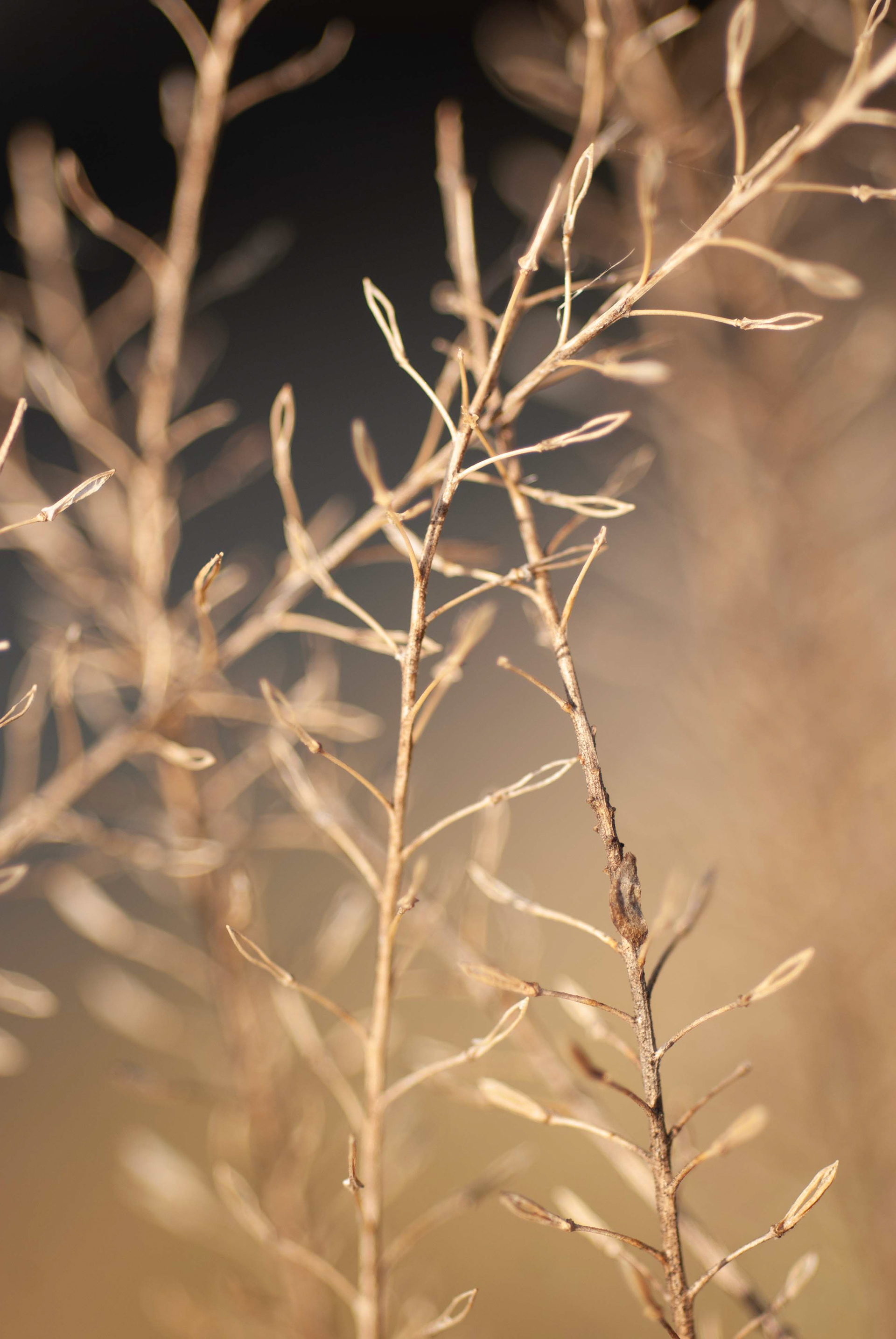 Mustard. Brassica sp