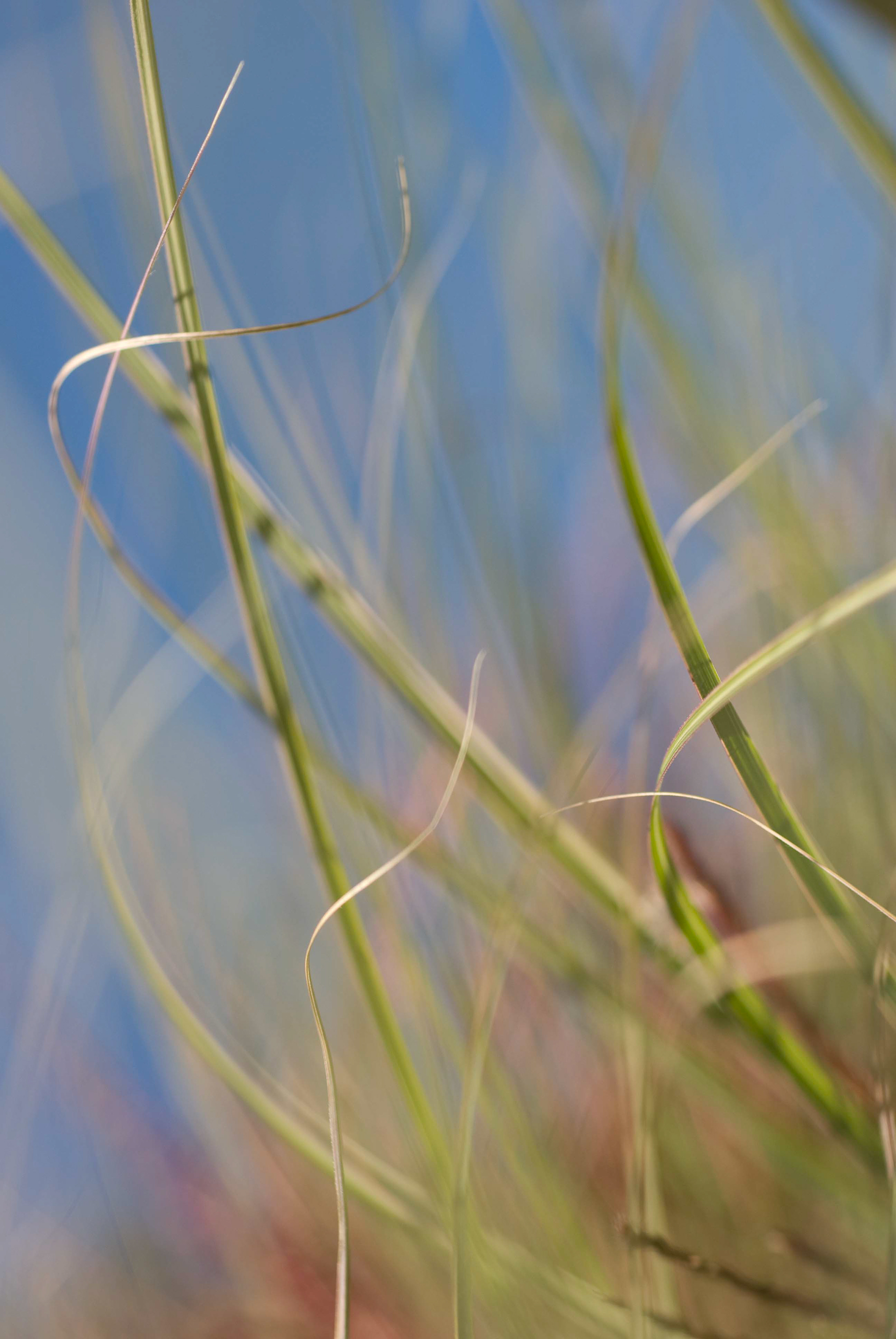Eulalia Grass Morning Light. Miscanthus sinensis