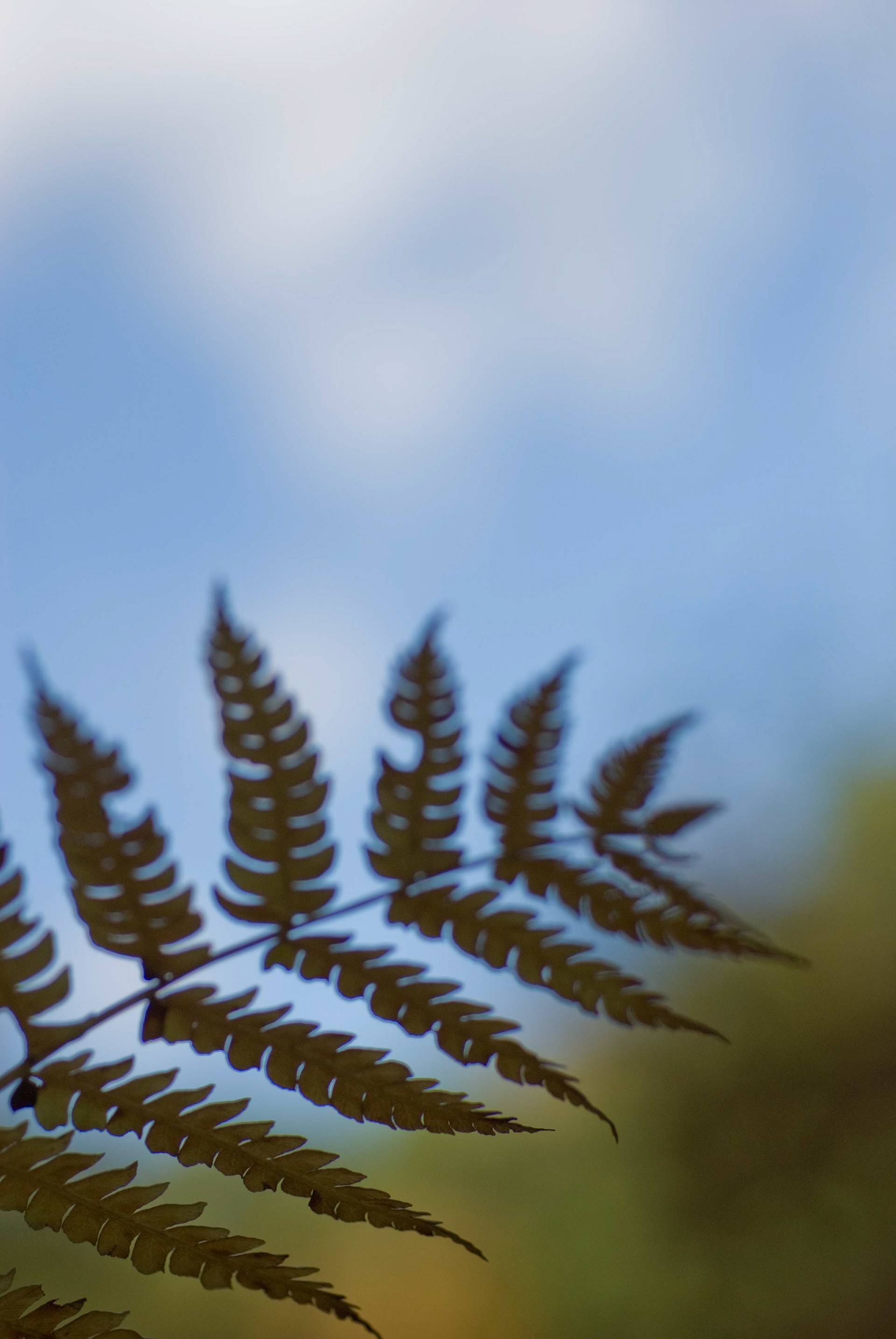 Boott's Woodfern. Dryopteris x boottii