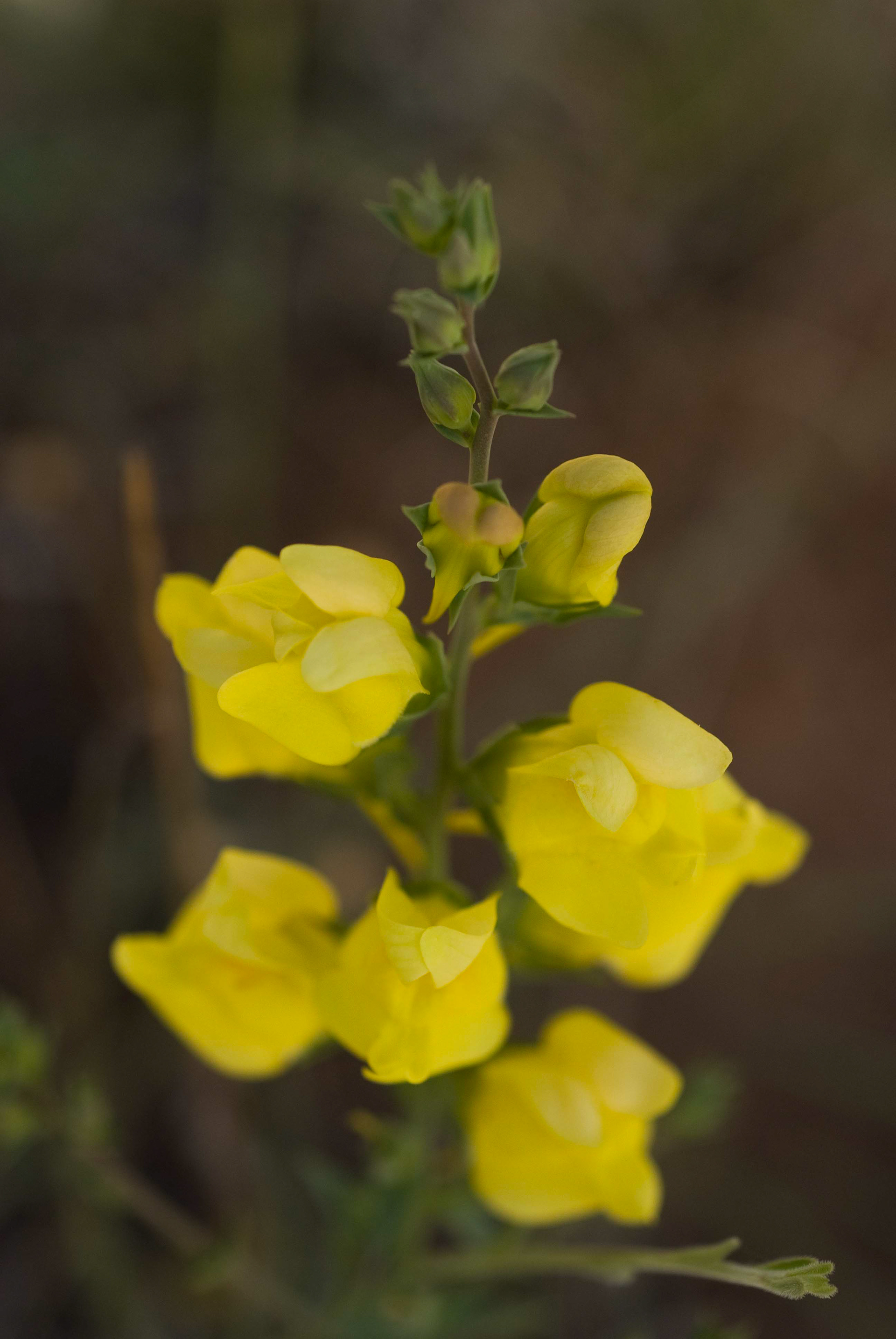 Dalmation Toadflax. Linaria dalmatica