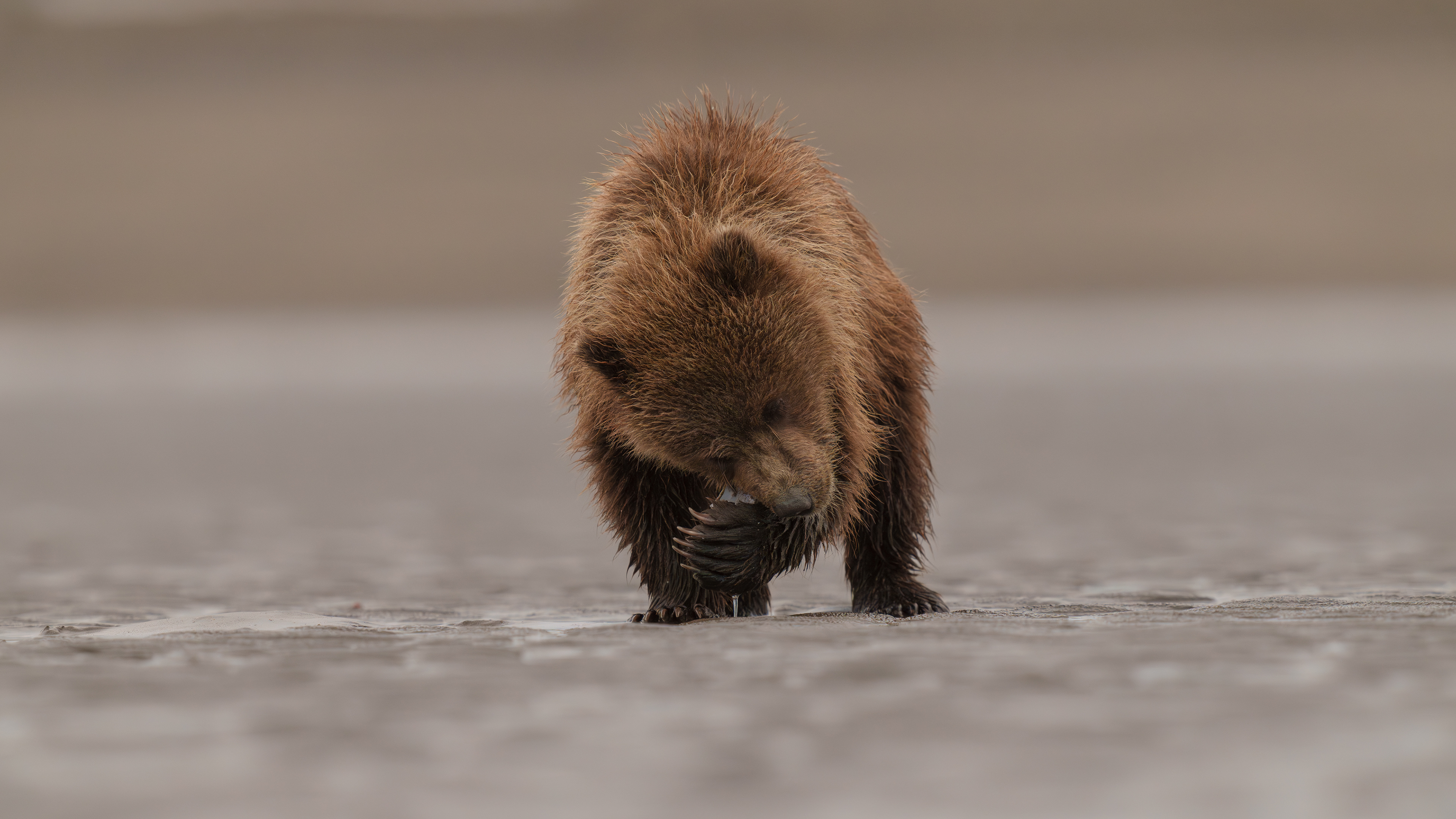 Alaskan Grizzly Bears 2023