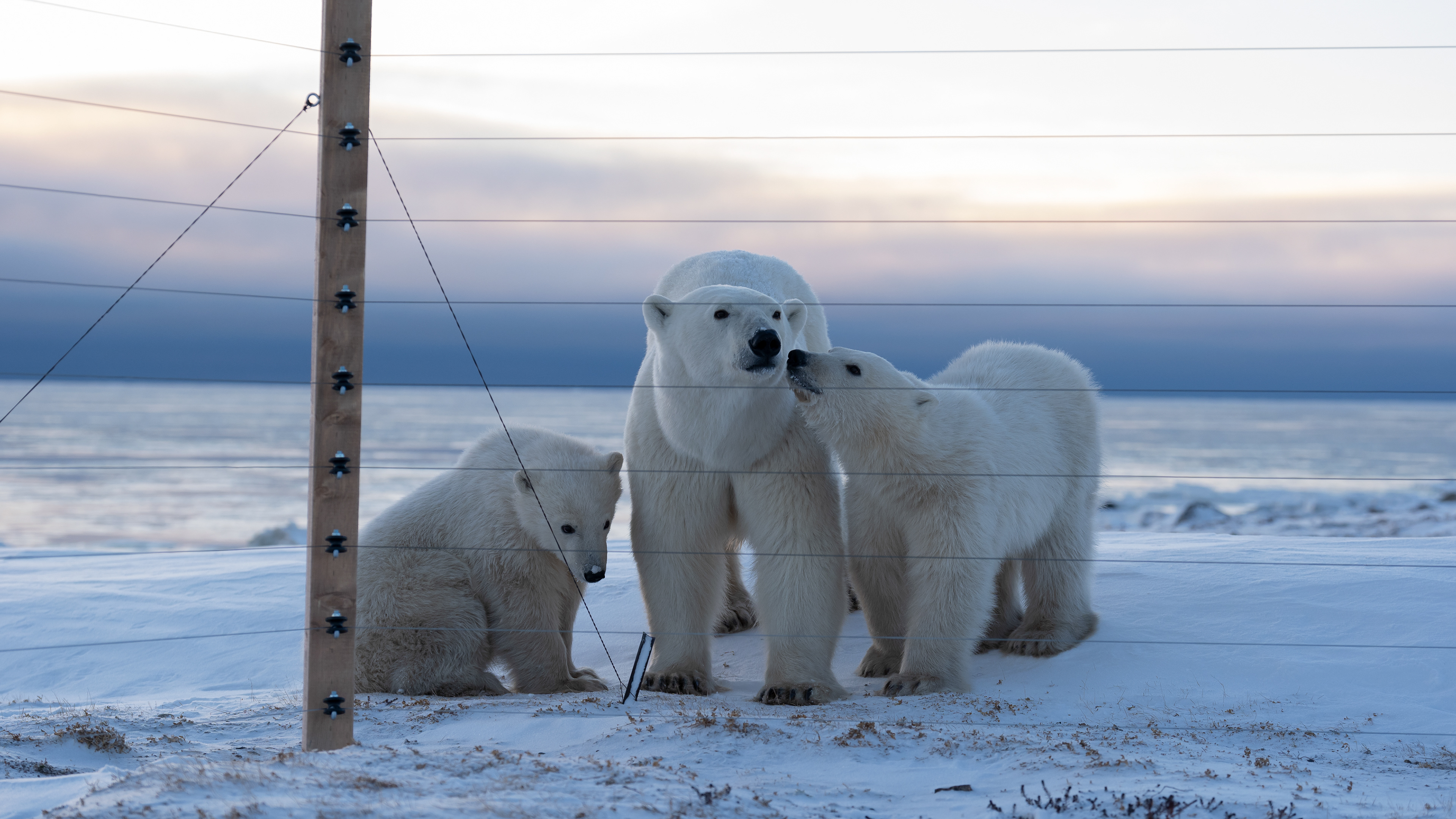 Arctic Kingdom 2024