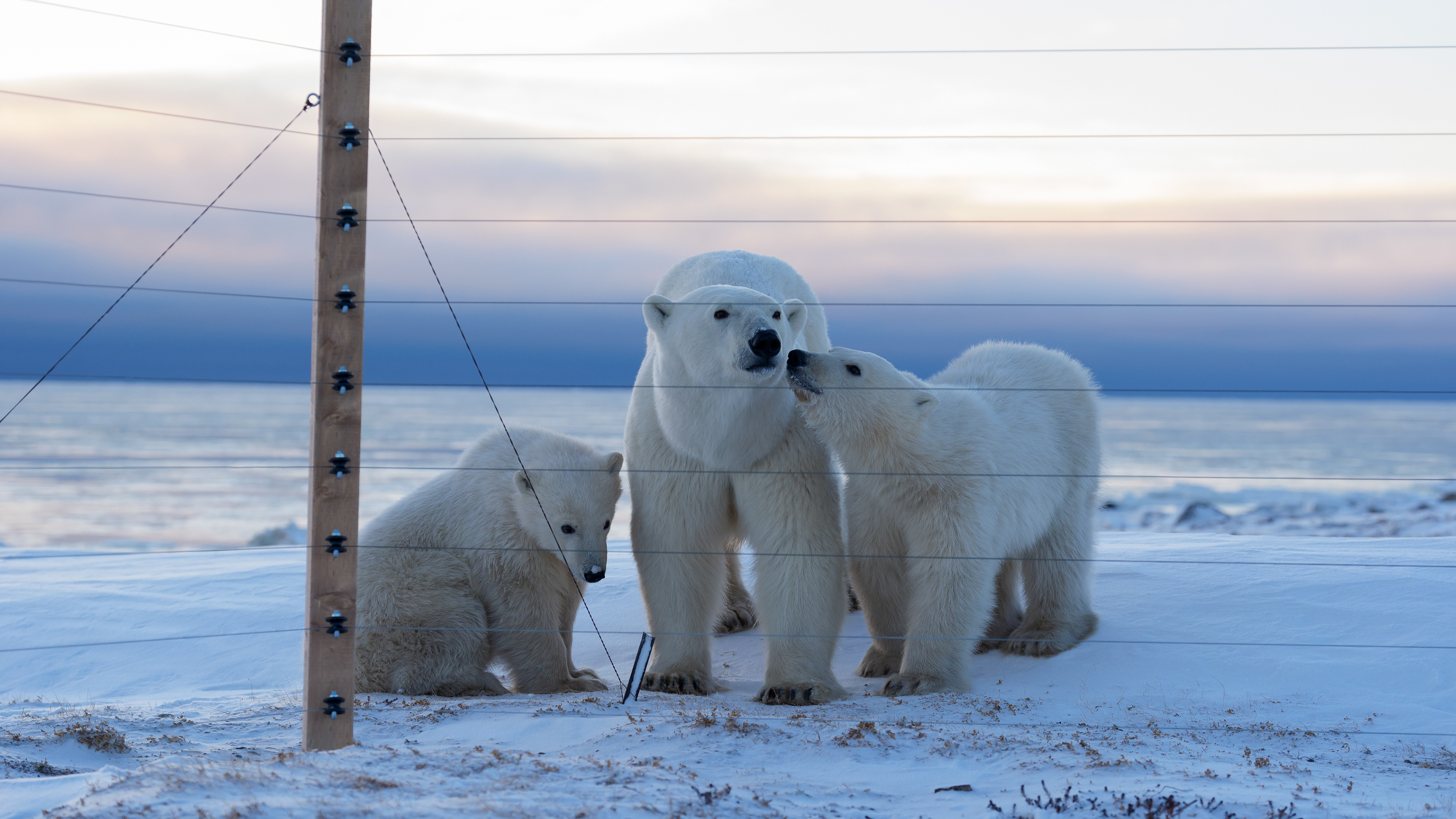 Arctic Kingdom 2024