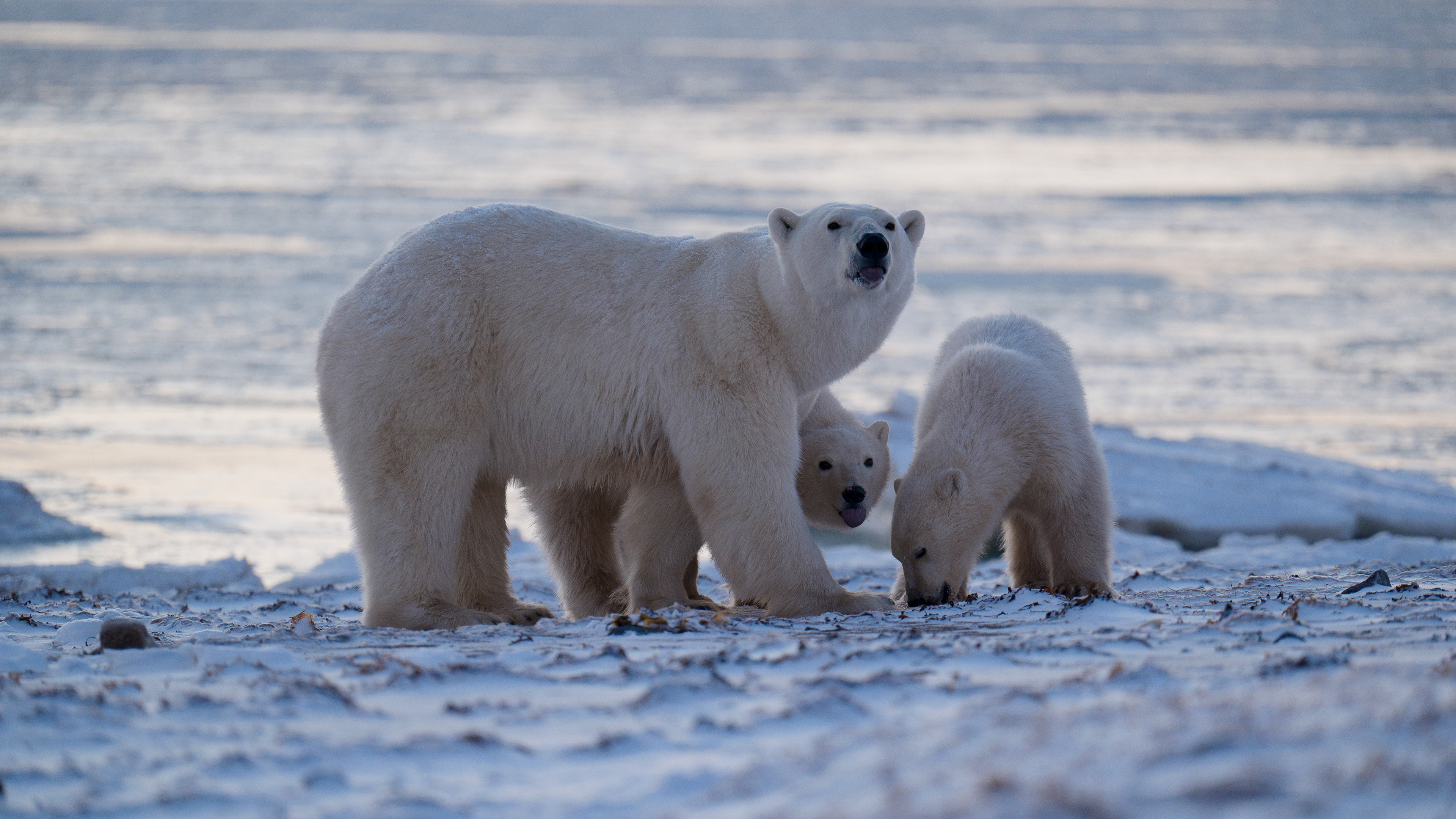 Arctic Kingdom 2024
