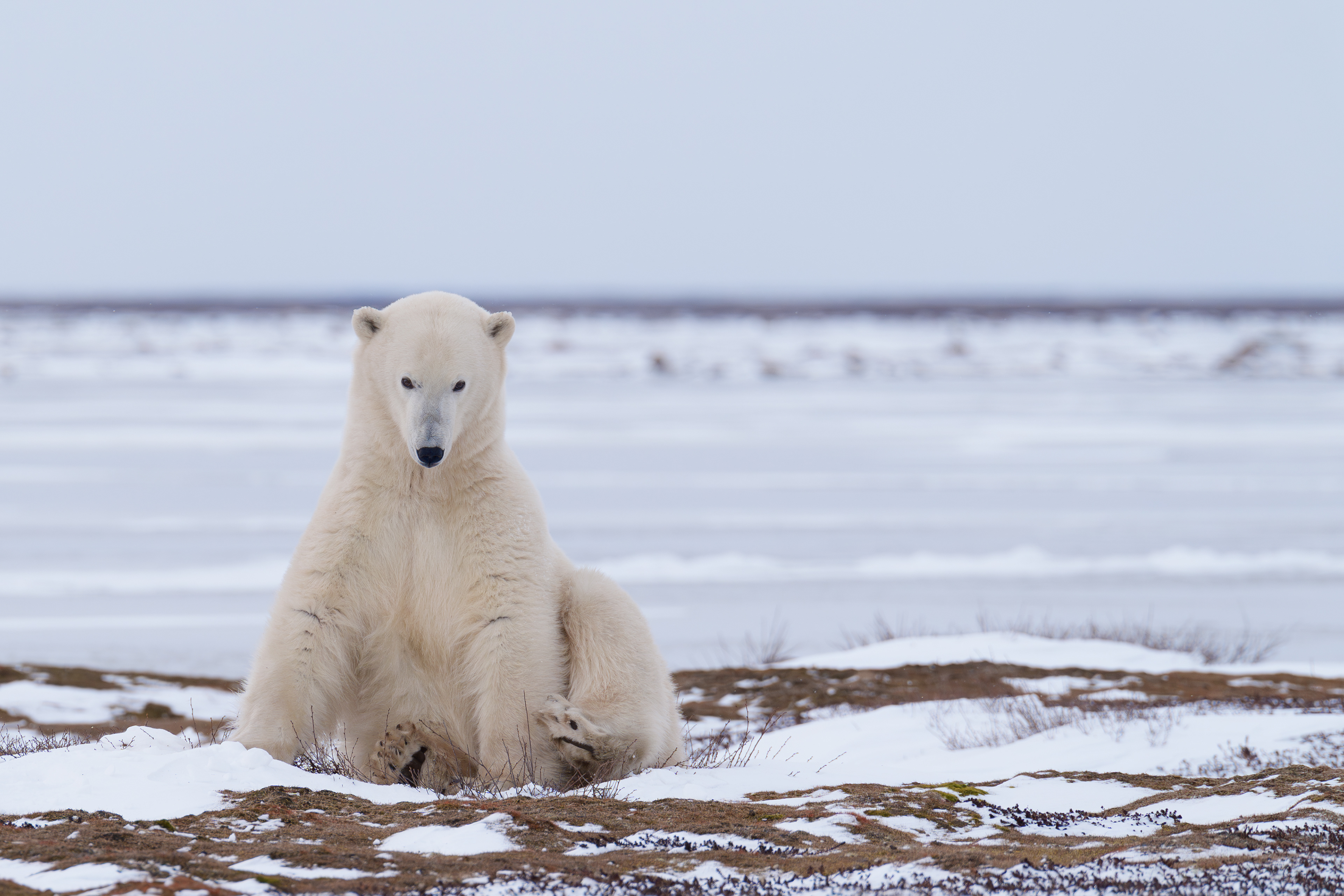 Arctic Kingdom 2024