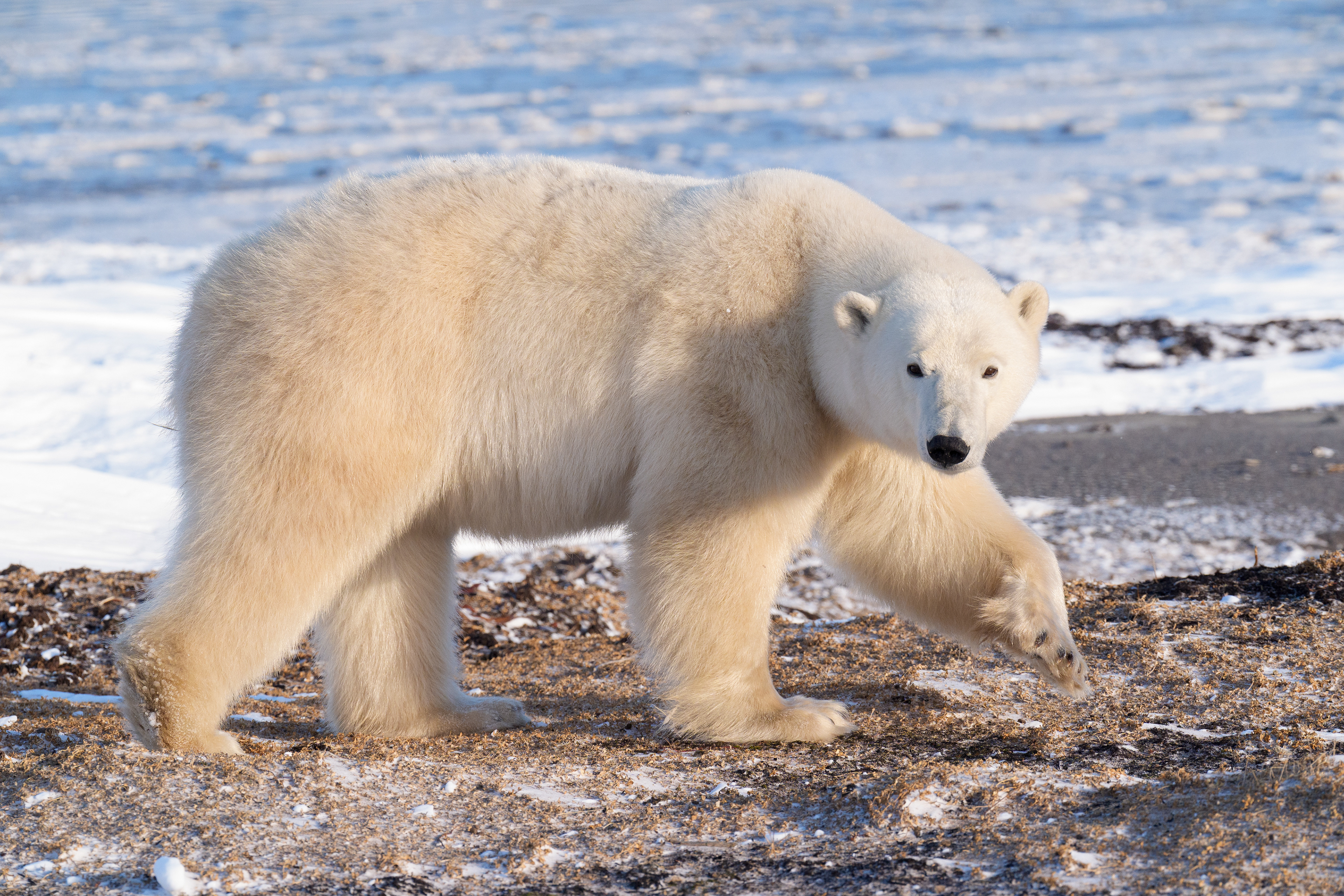 Arctic Kingdom 2024