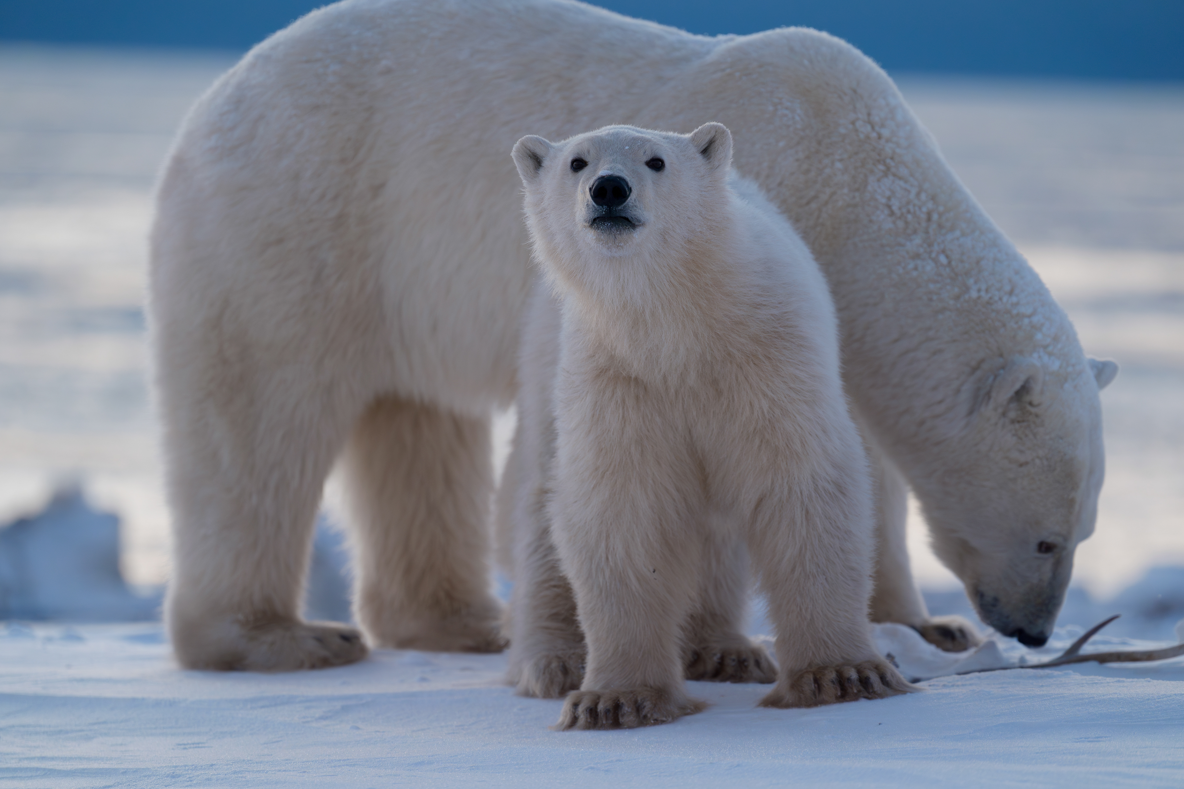 Arctic Kingdom 2024