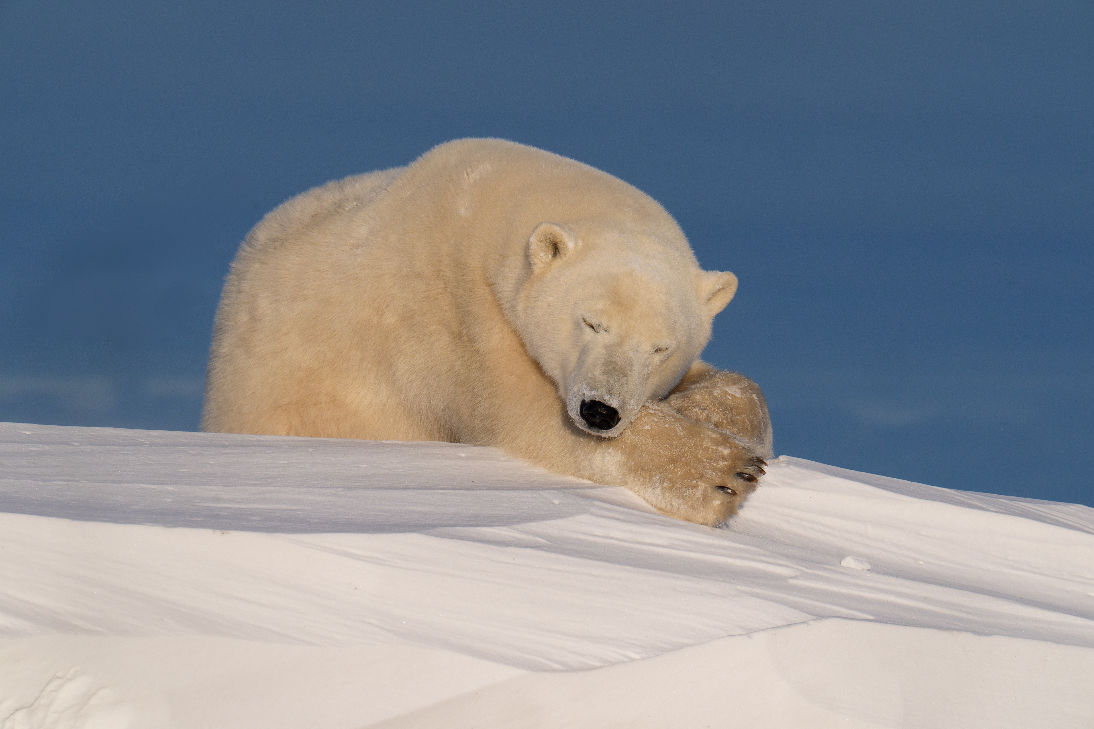 Arctic Kingdom 2024