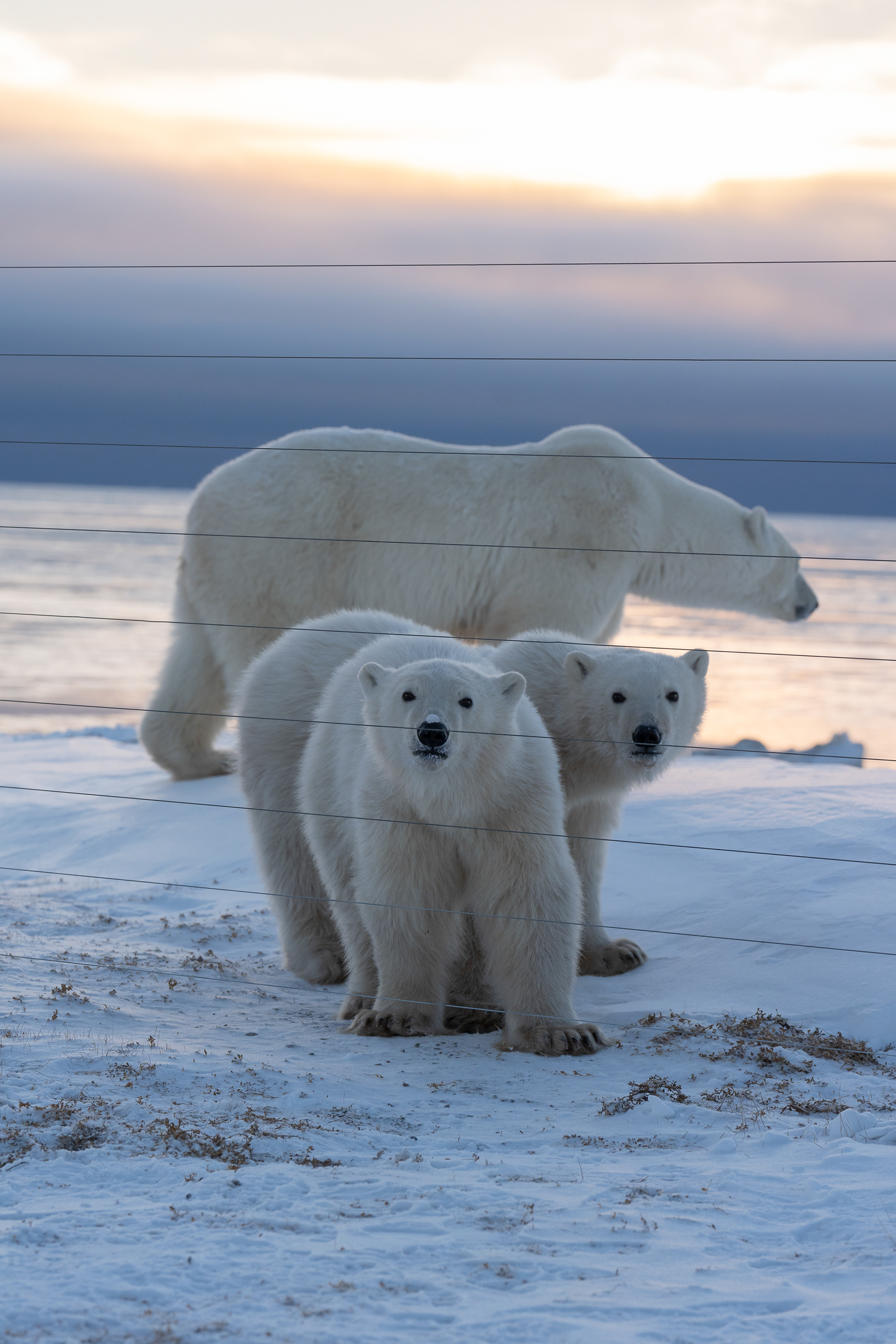 Arctic Kingdom 2024