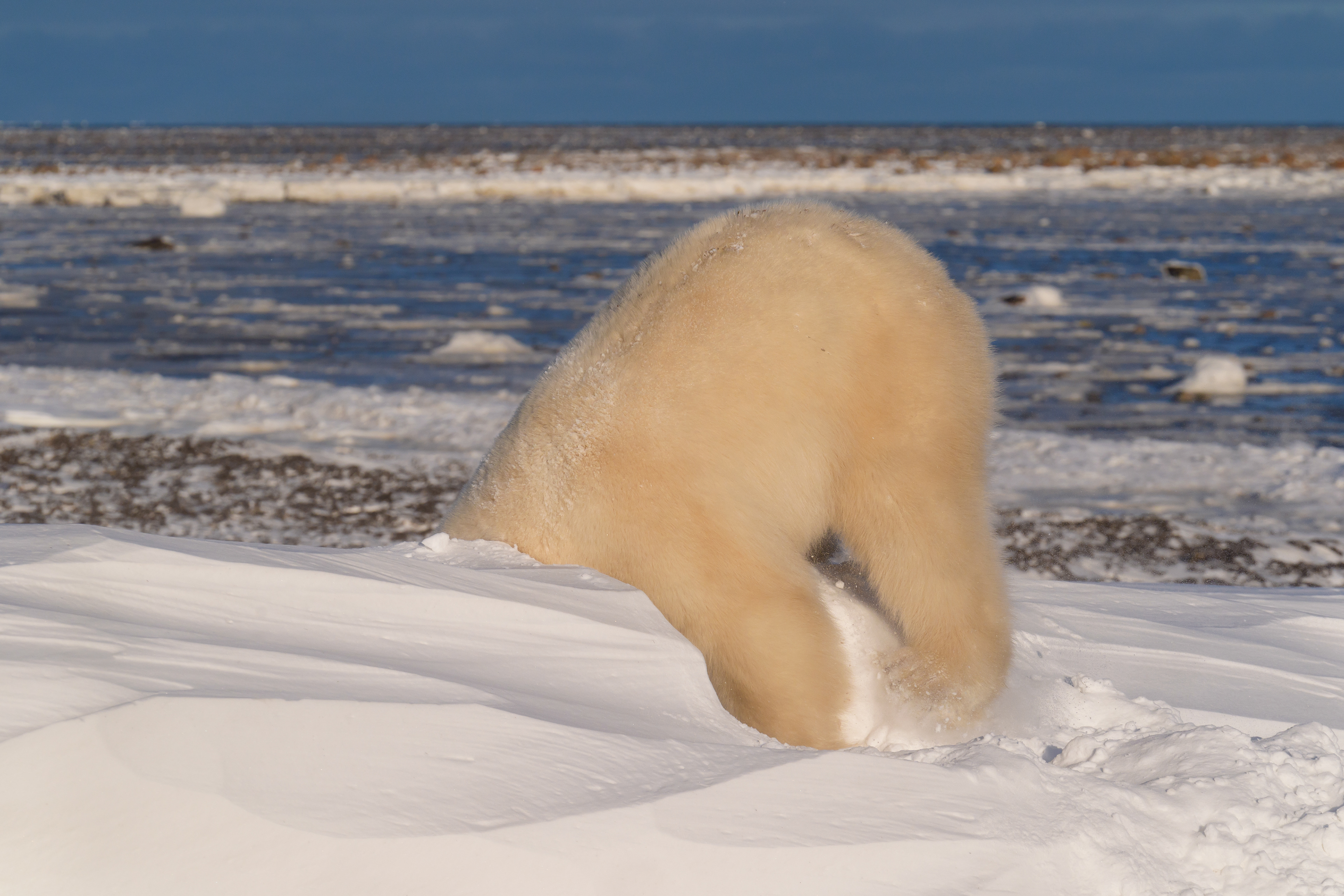 Arctic Kingdom 2024