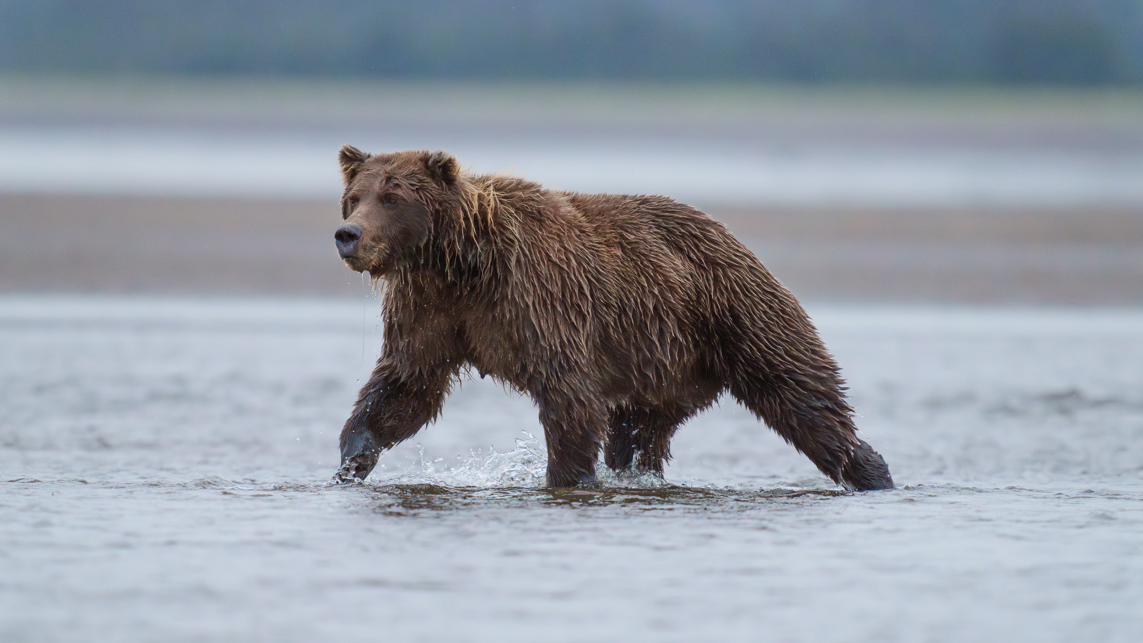 Alaskan Grizzly Bears 2023