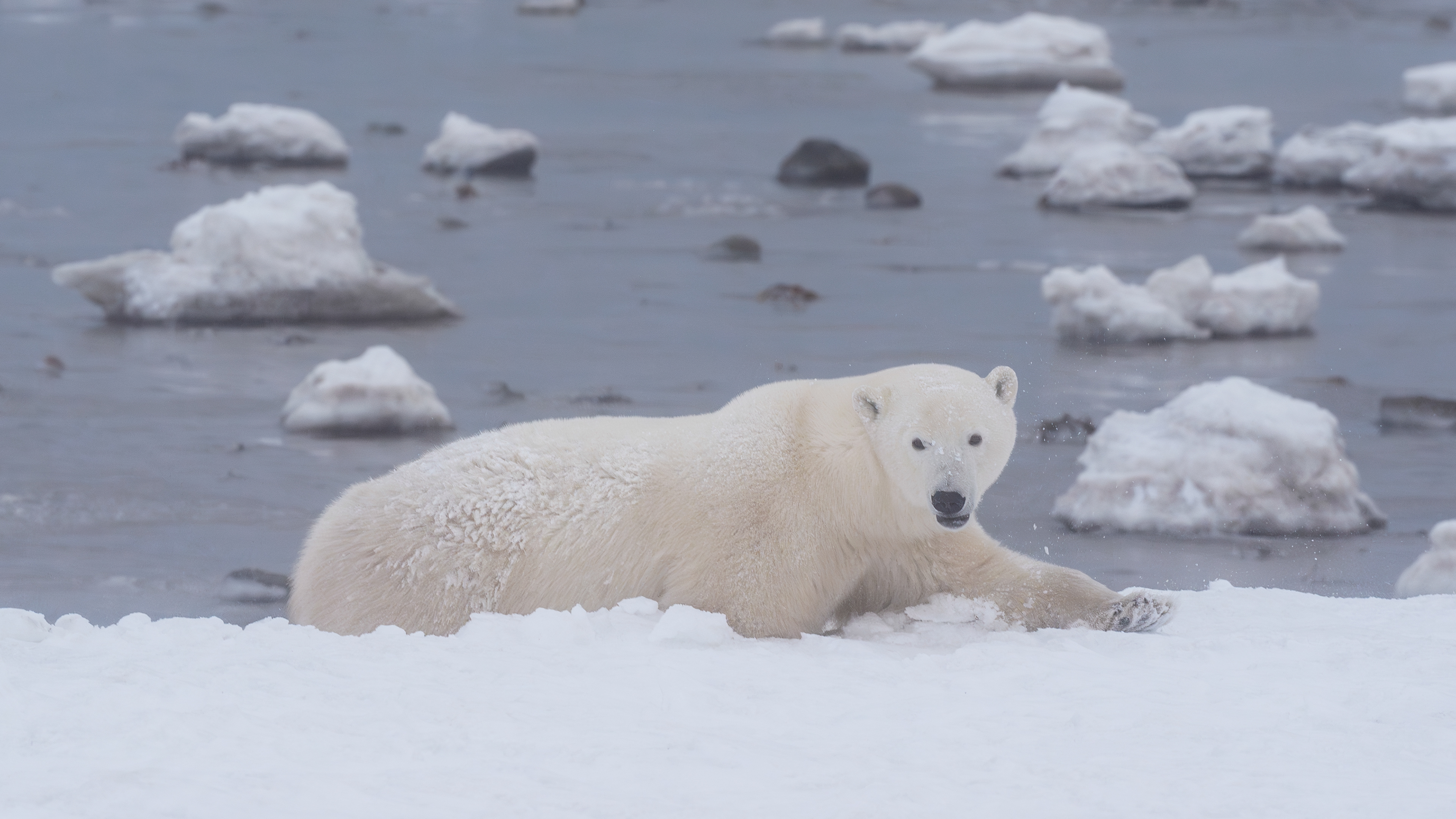Arctic Kingdom 2024