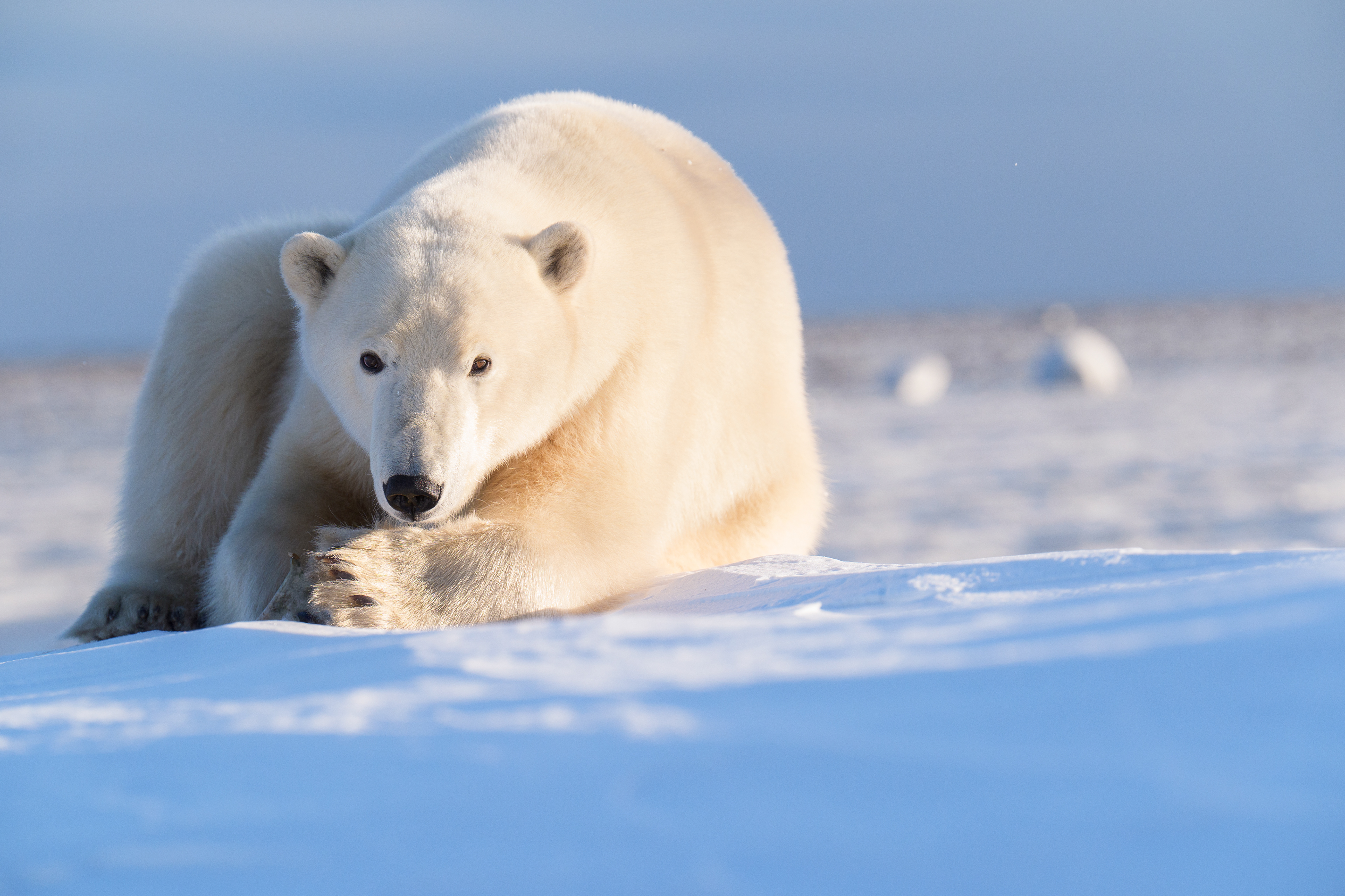 Arctic Kingdom 2024