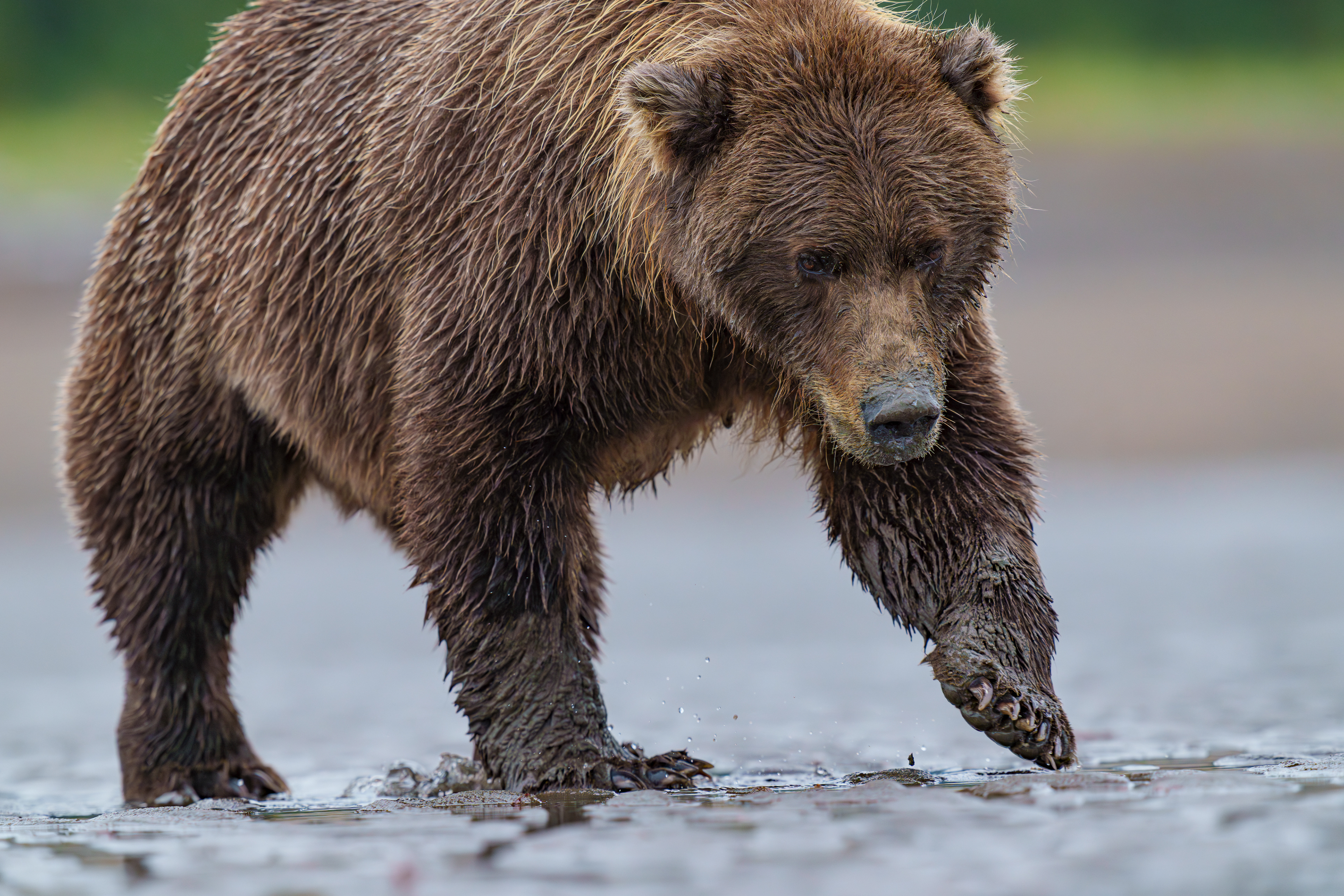 Alaskan Grizzly Bears 2023