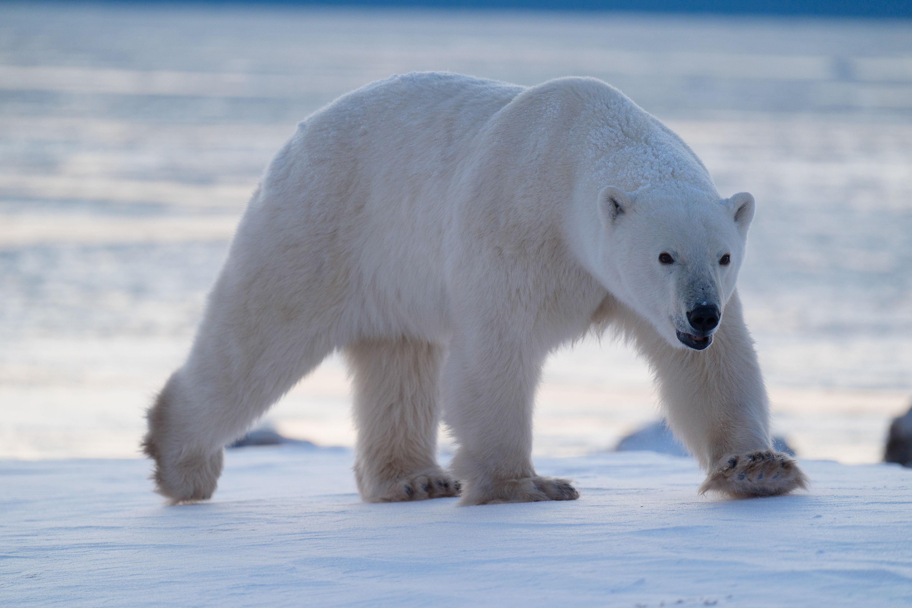 Arctic Kingdom 2024