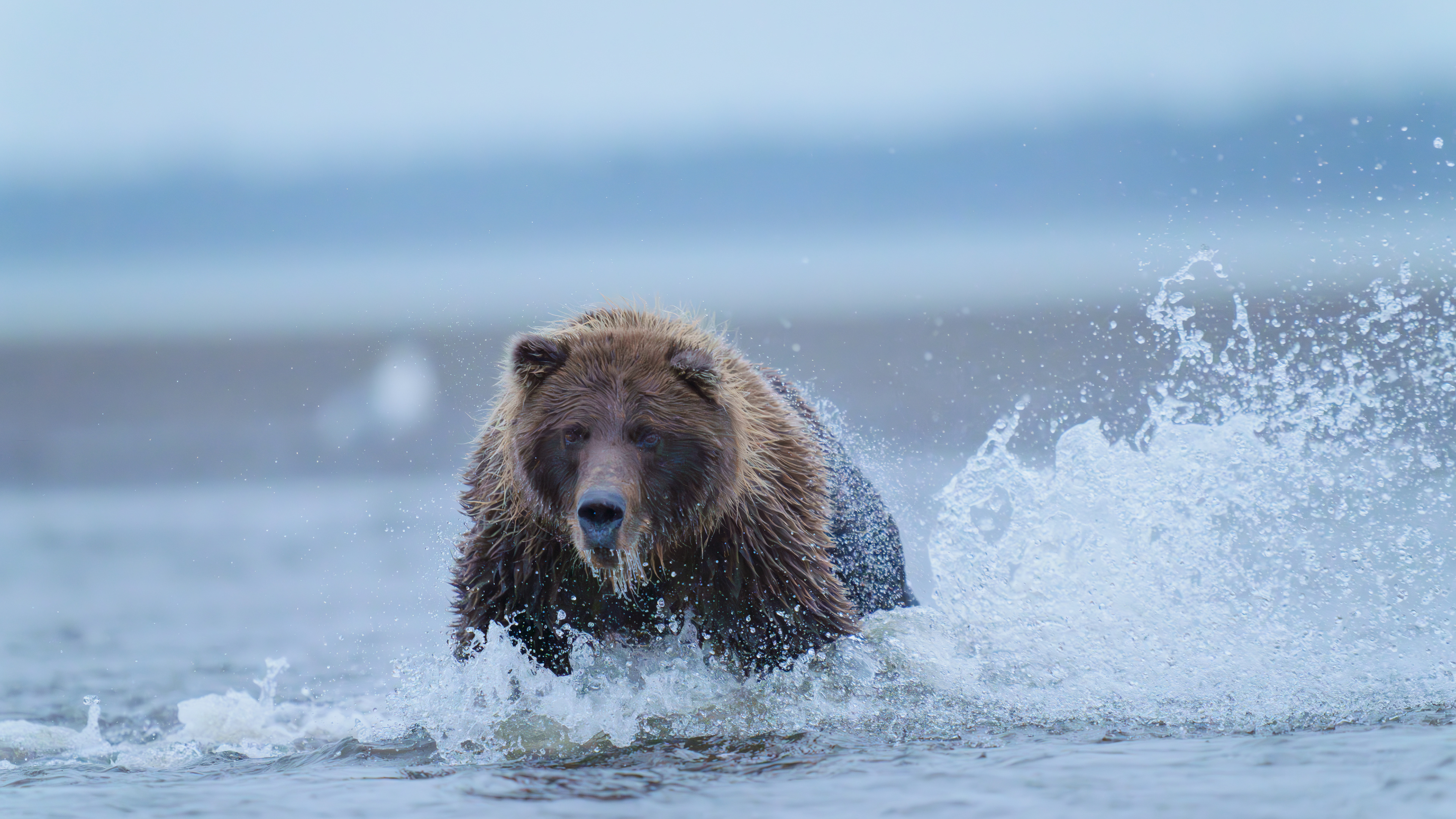 Alaskan Grizzly Bears 2023