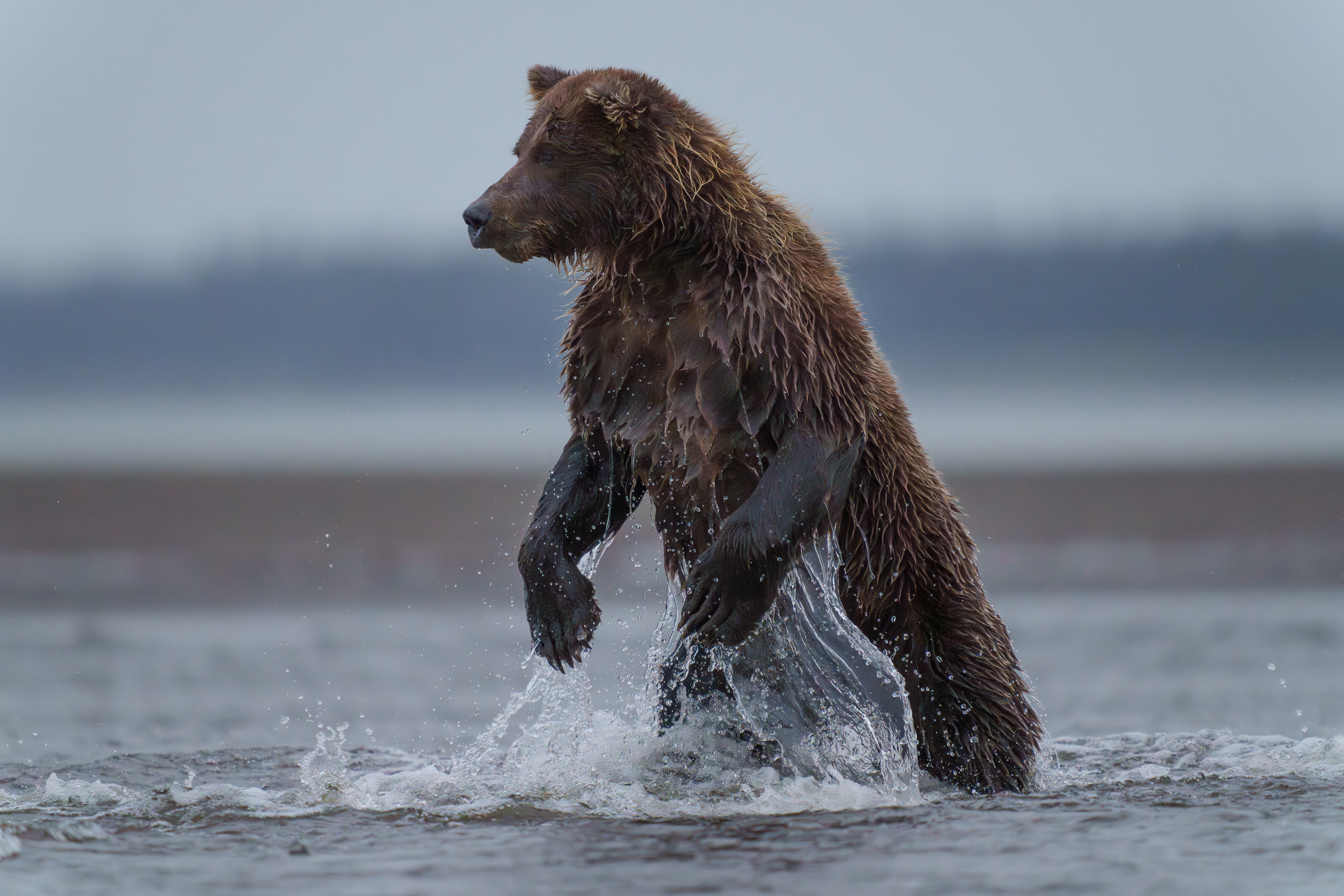 Alaskan Grizzly Bears 2023