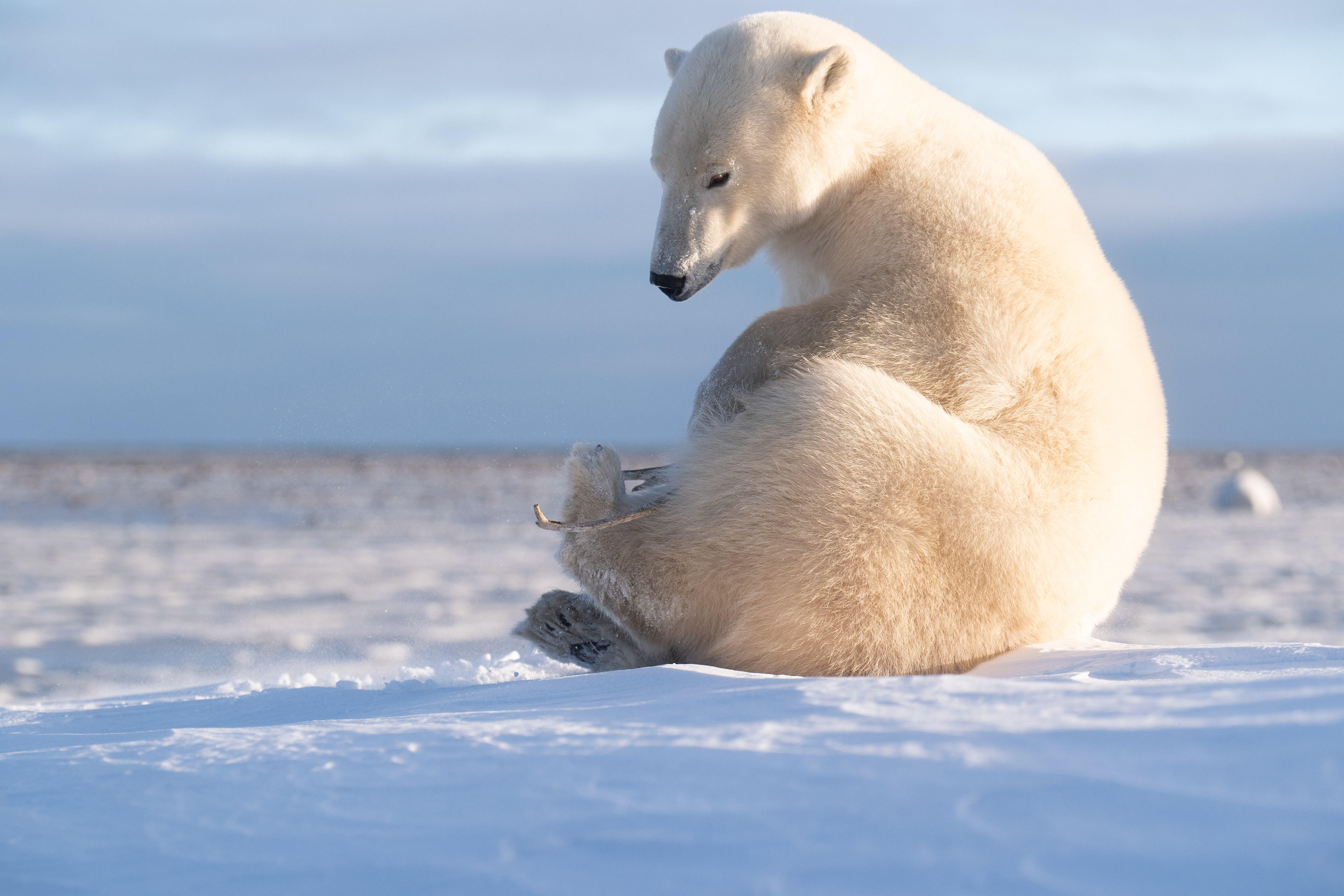 Arctic Kingdom 2024