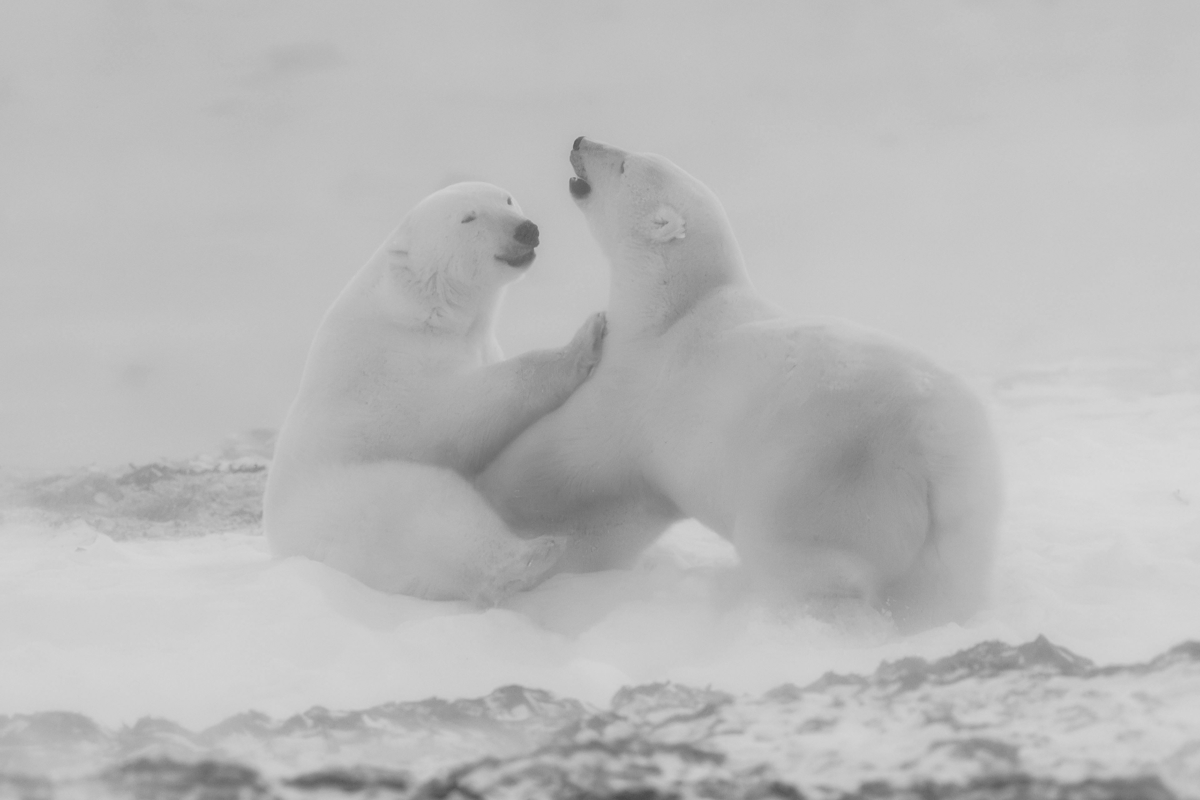 Arctic Kingdom 2024