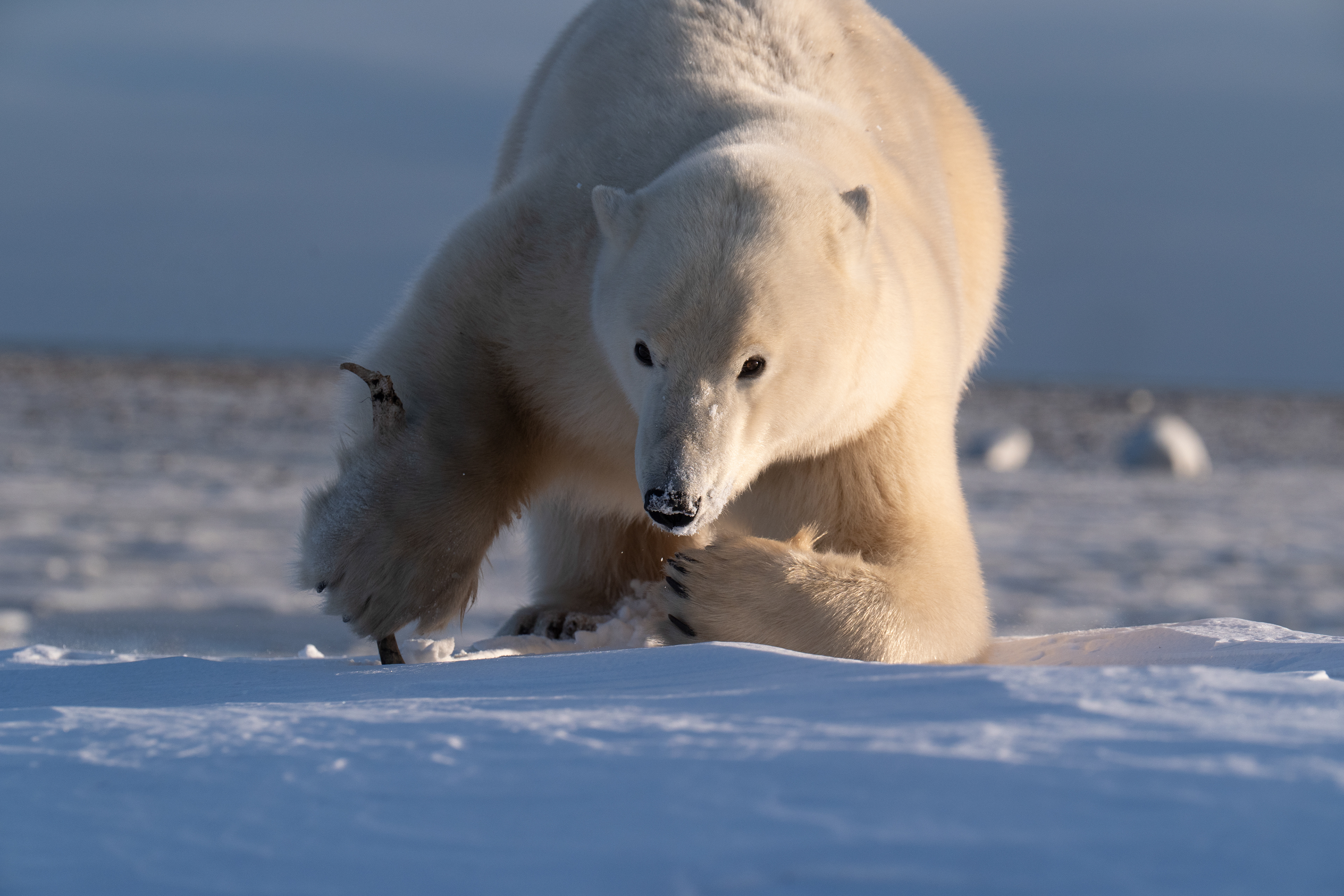 Arctic Kingdom 2024