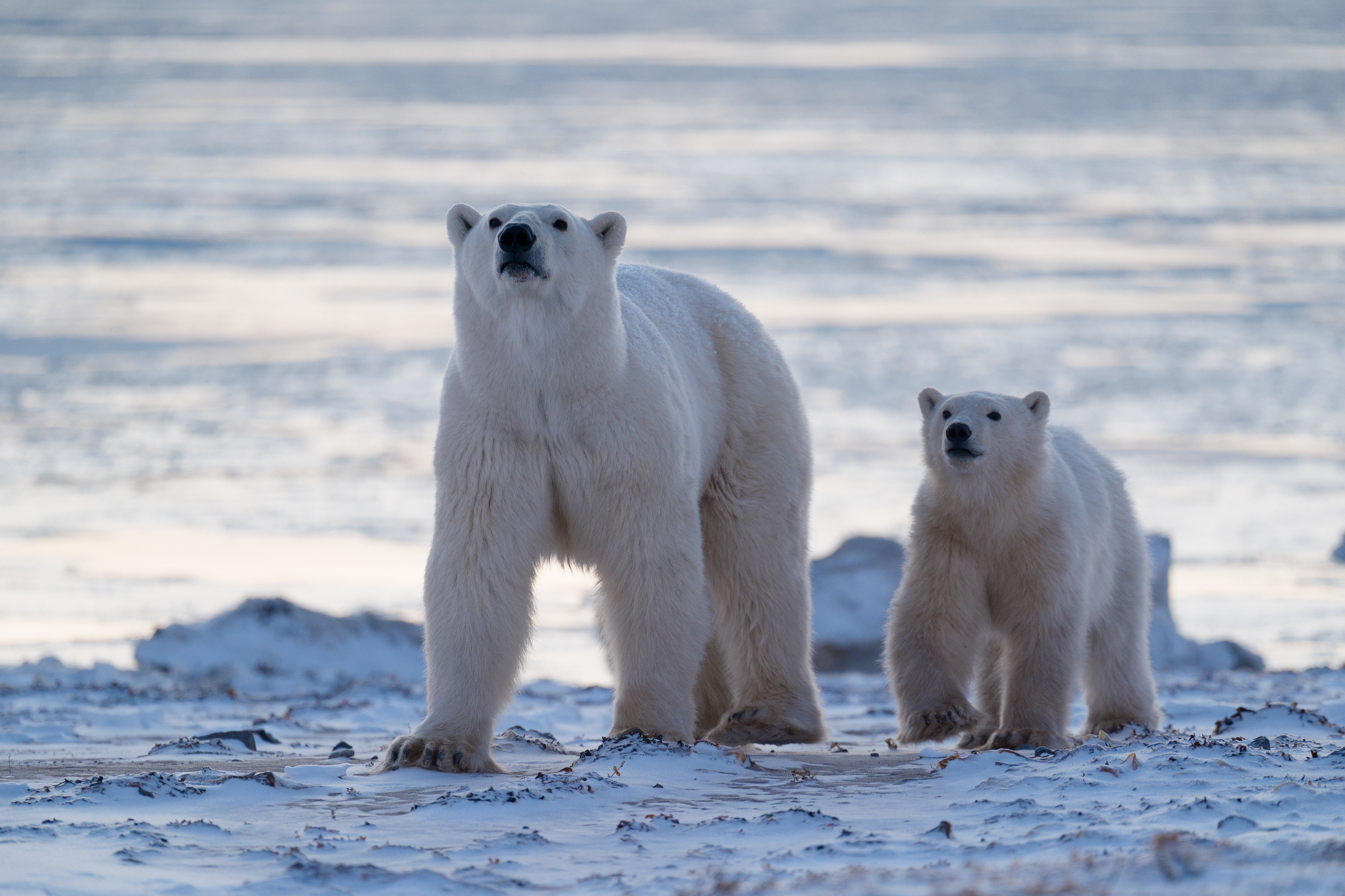 Arctic Kingdom 2024