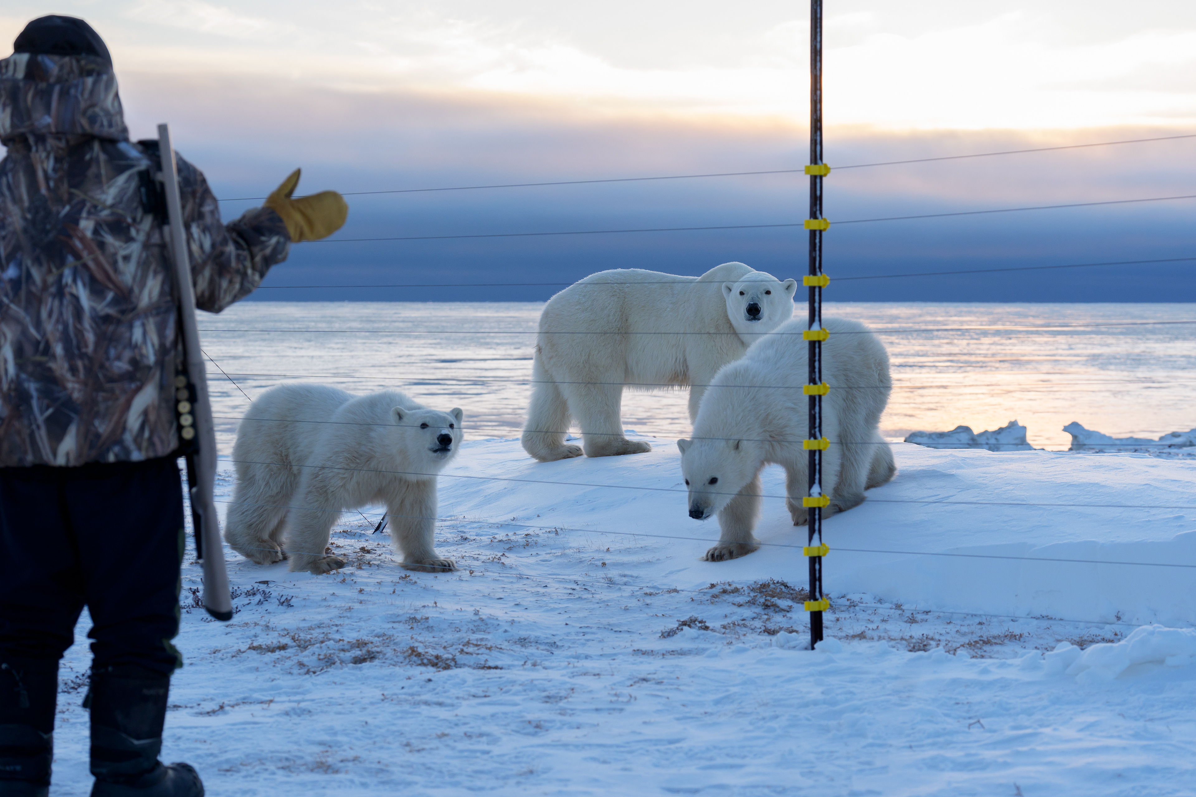 Arctic Kingdom 2024