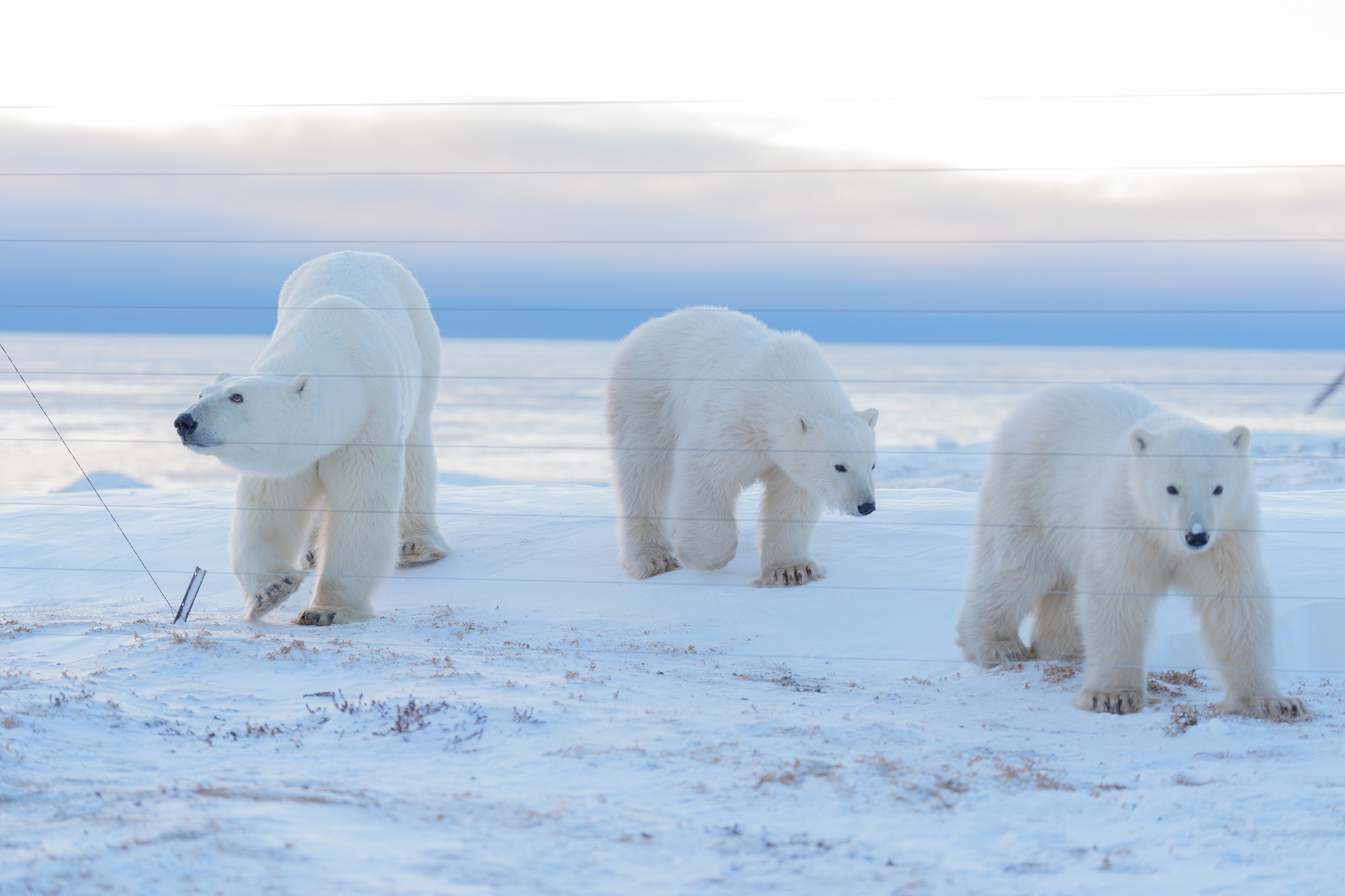 Arctic Kingdom 2024