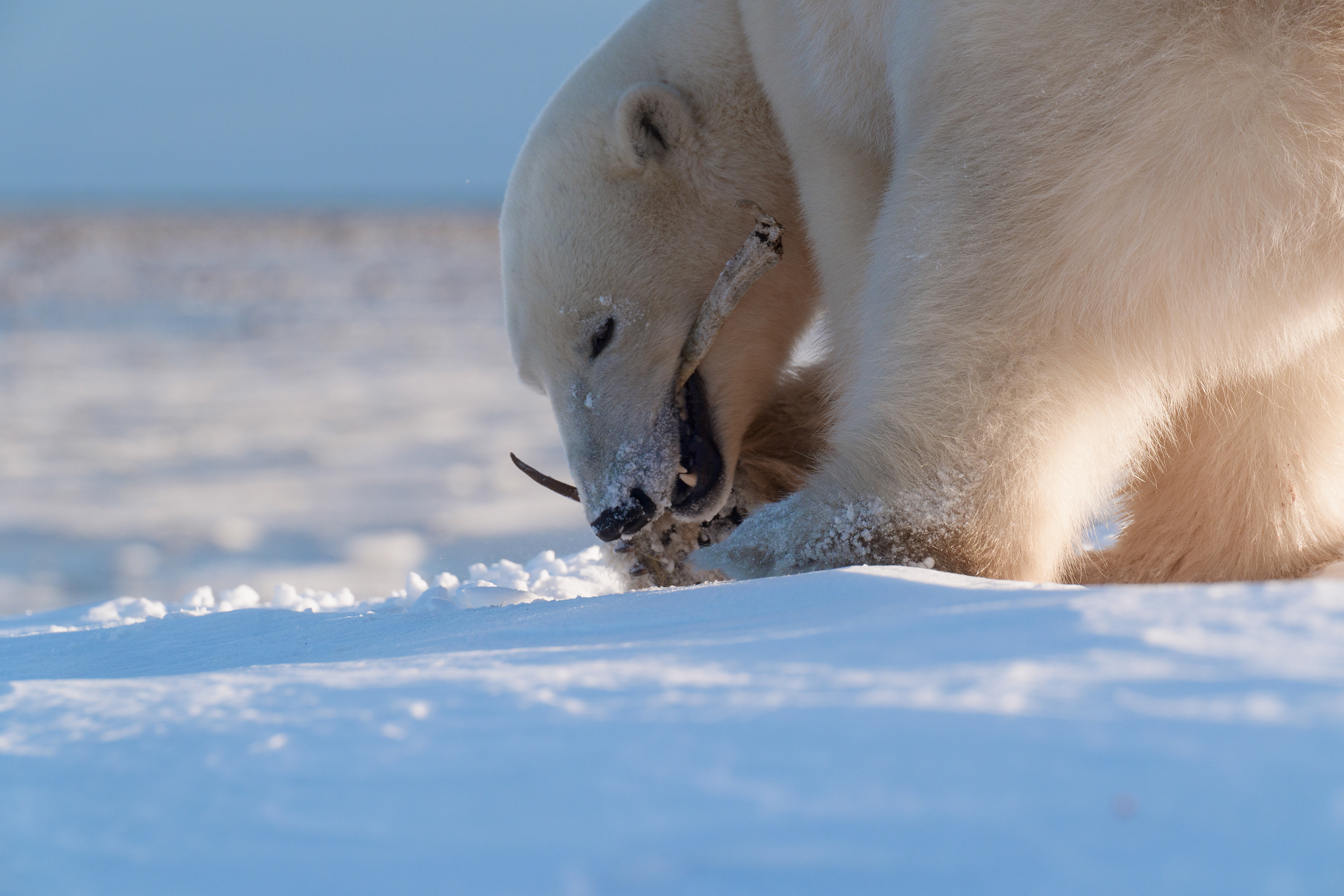 Arctic Kingdom 2024