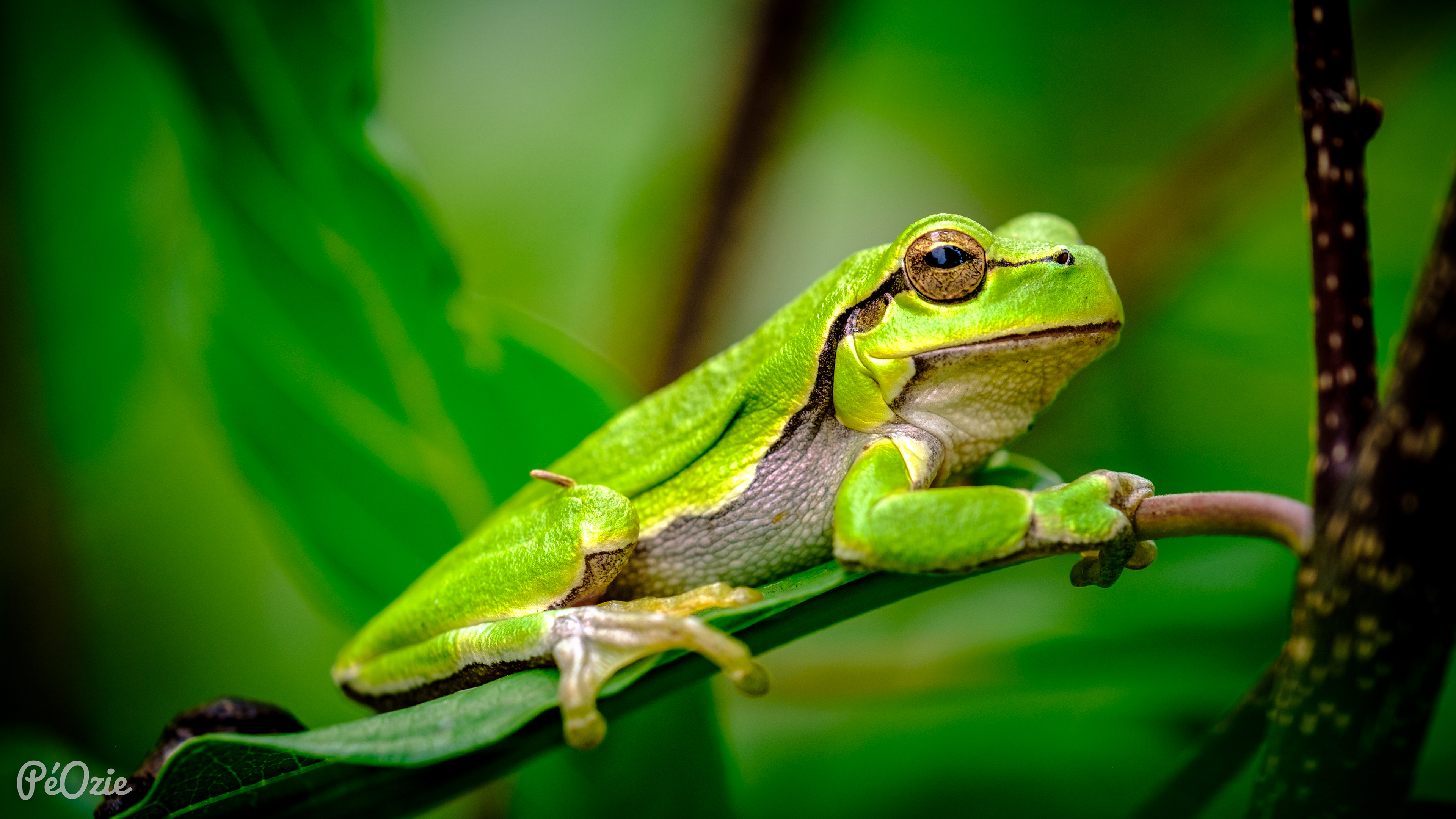 Boomkikker in Zonhoven. Macrofotografie want de kikker is maar 2cm groot, goed verscholen tussen het groen.