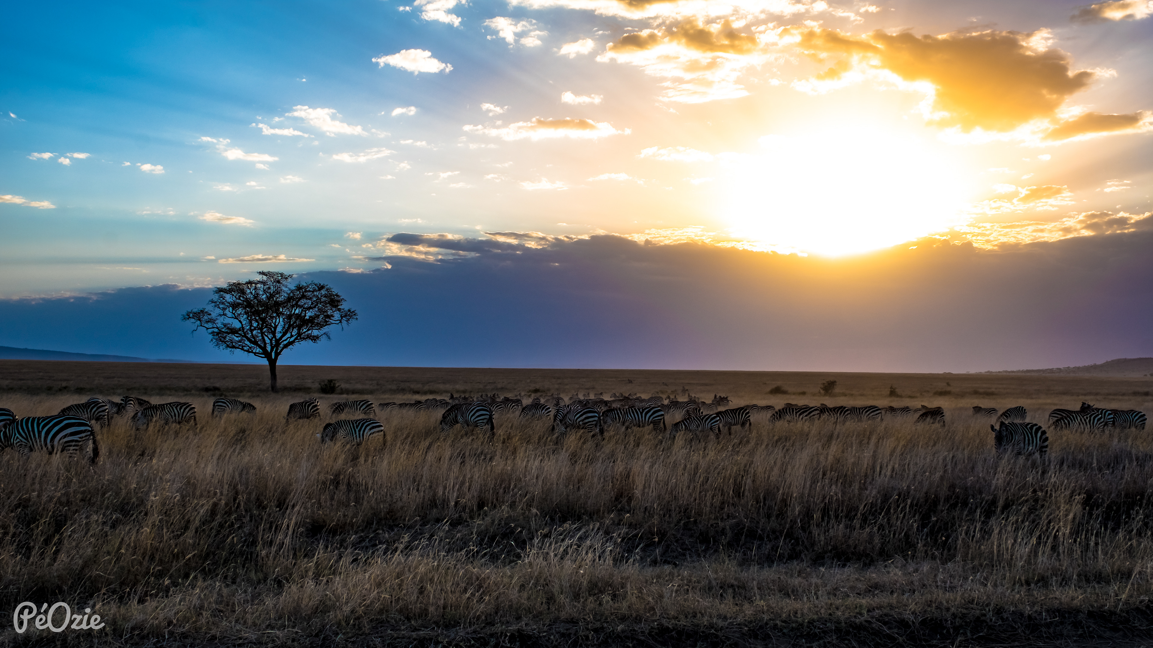 Vredig avondtafereel in de Serengeti