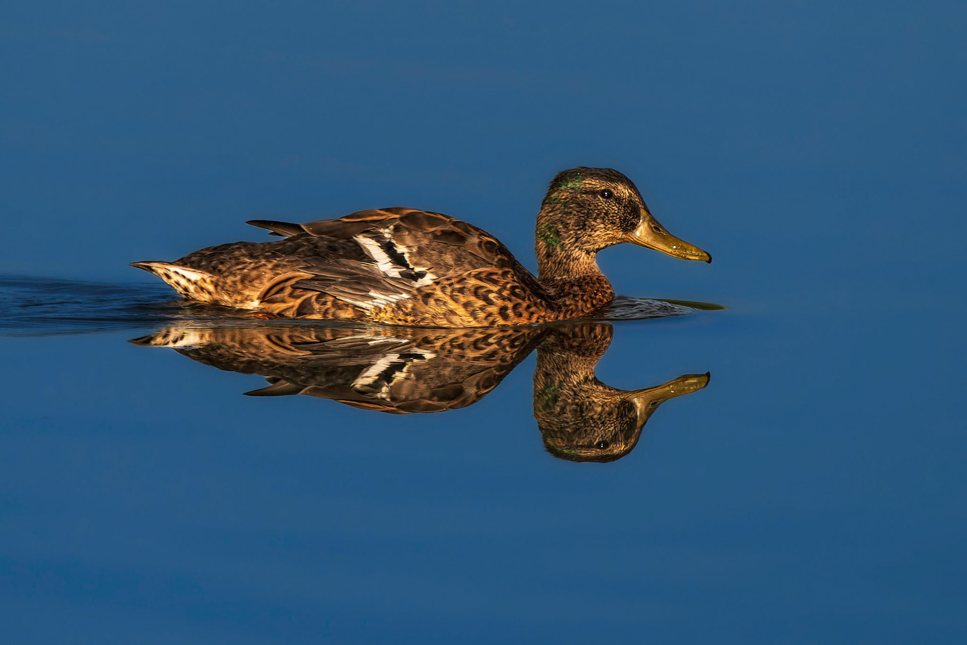 Stockente
