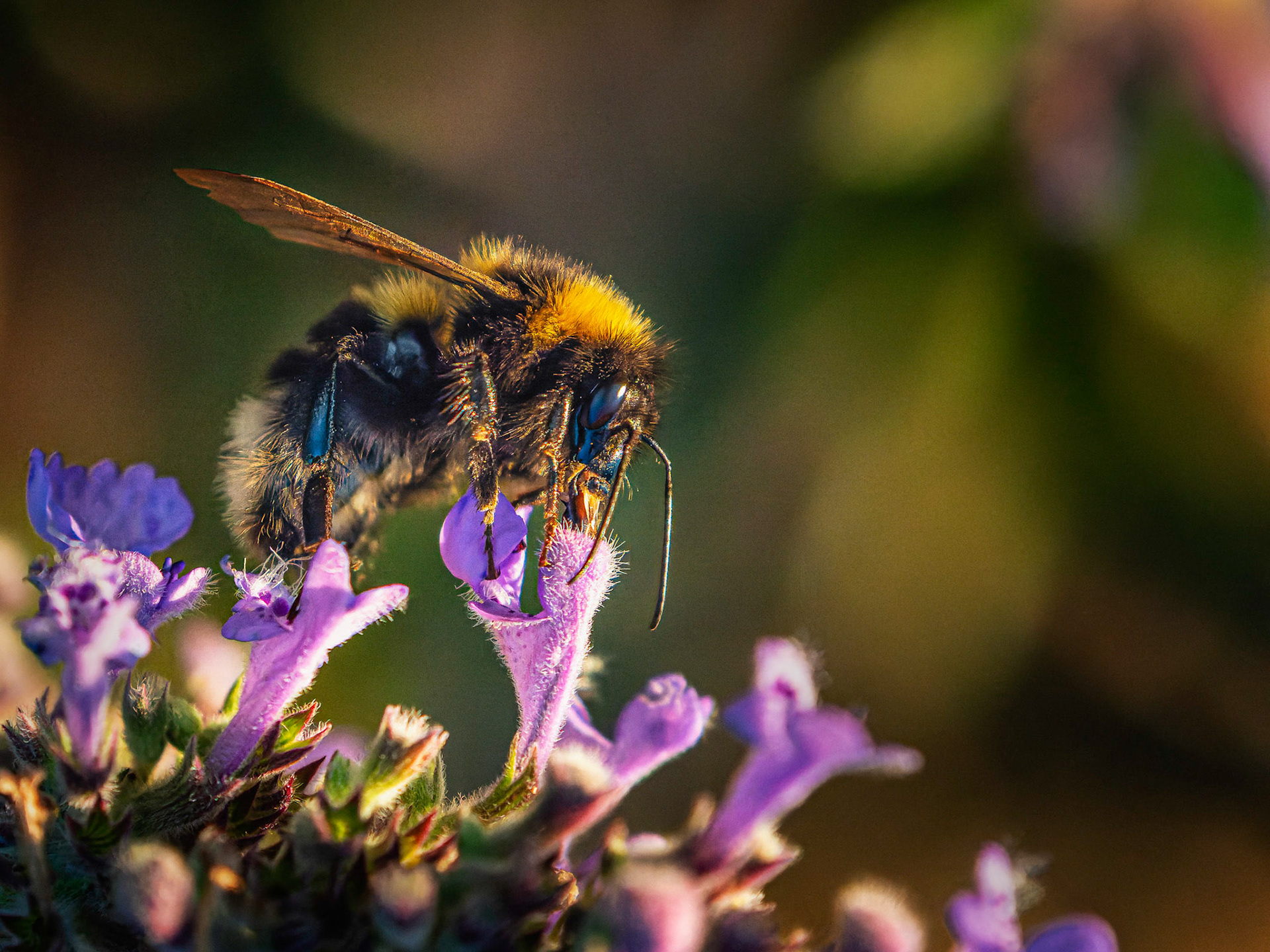 Hummel