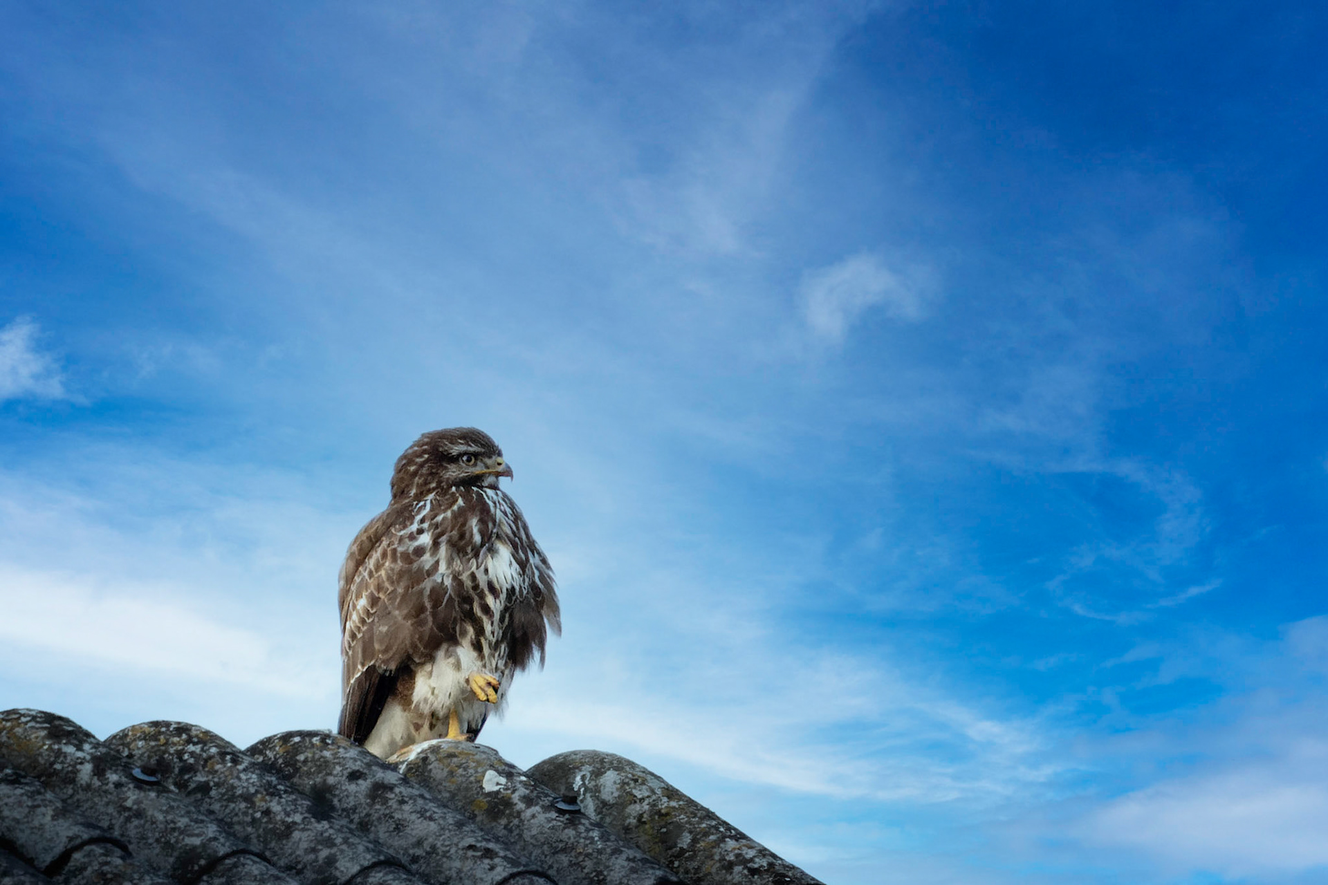 Mäusebussard