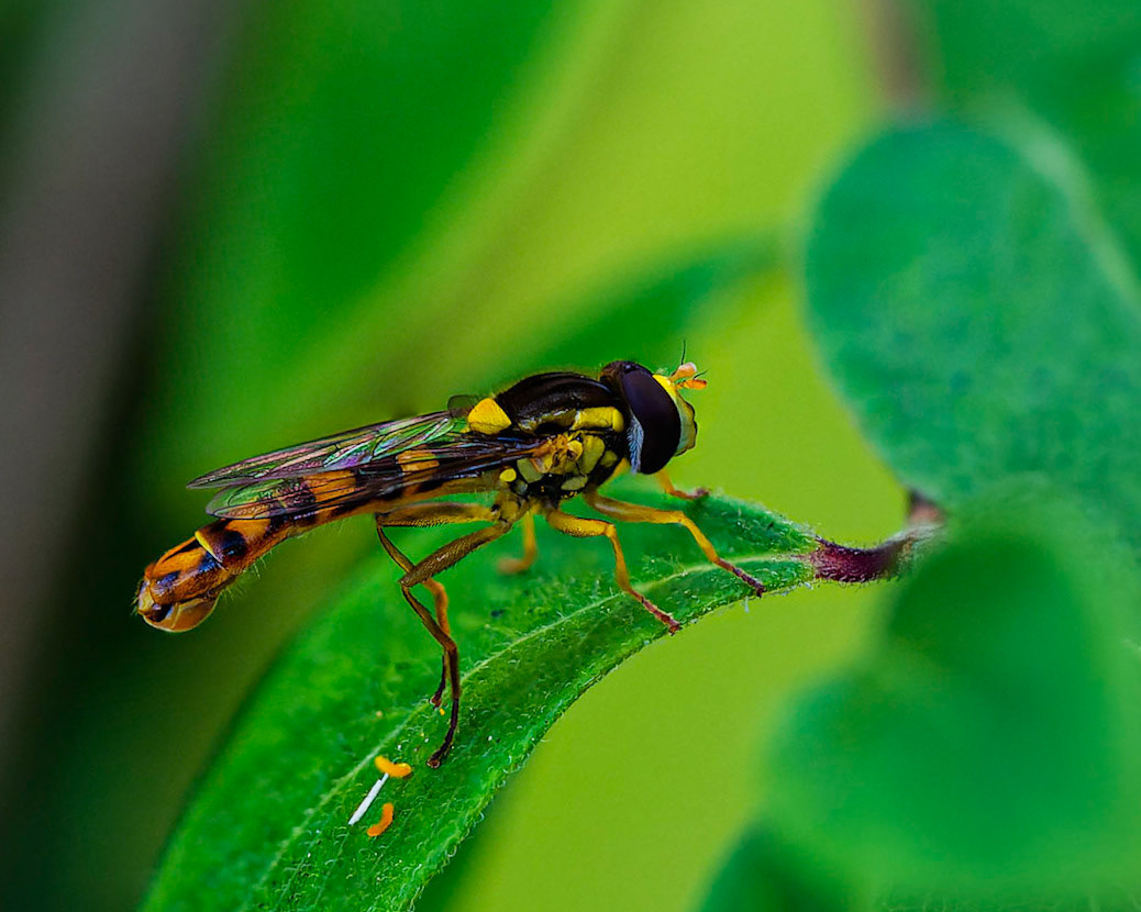 Langbauchschwebfliege